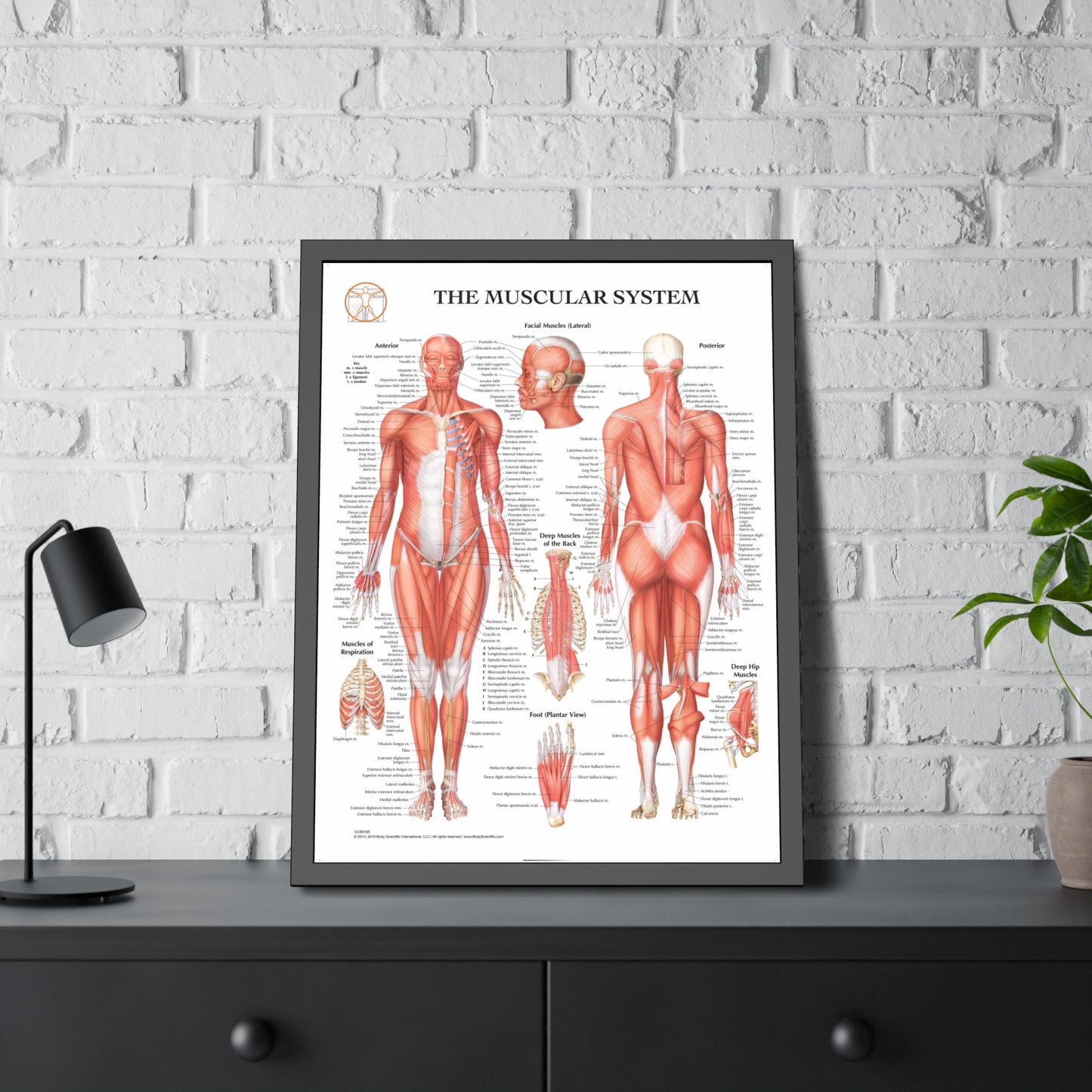 Framed Muscular System