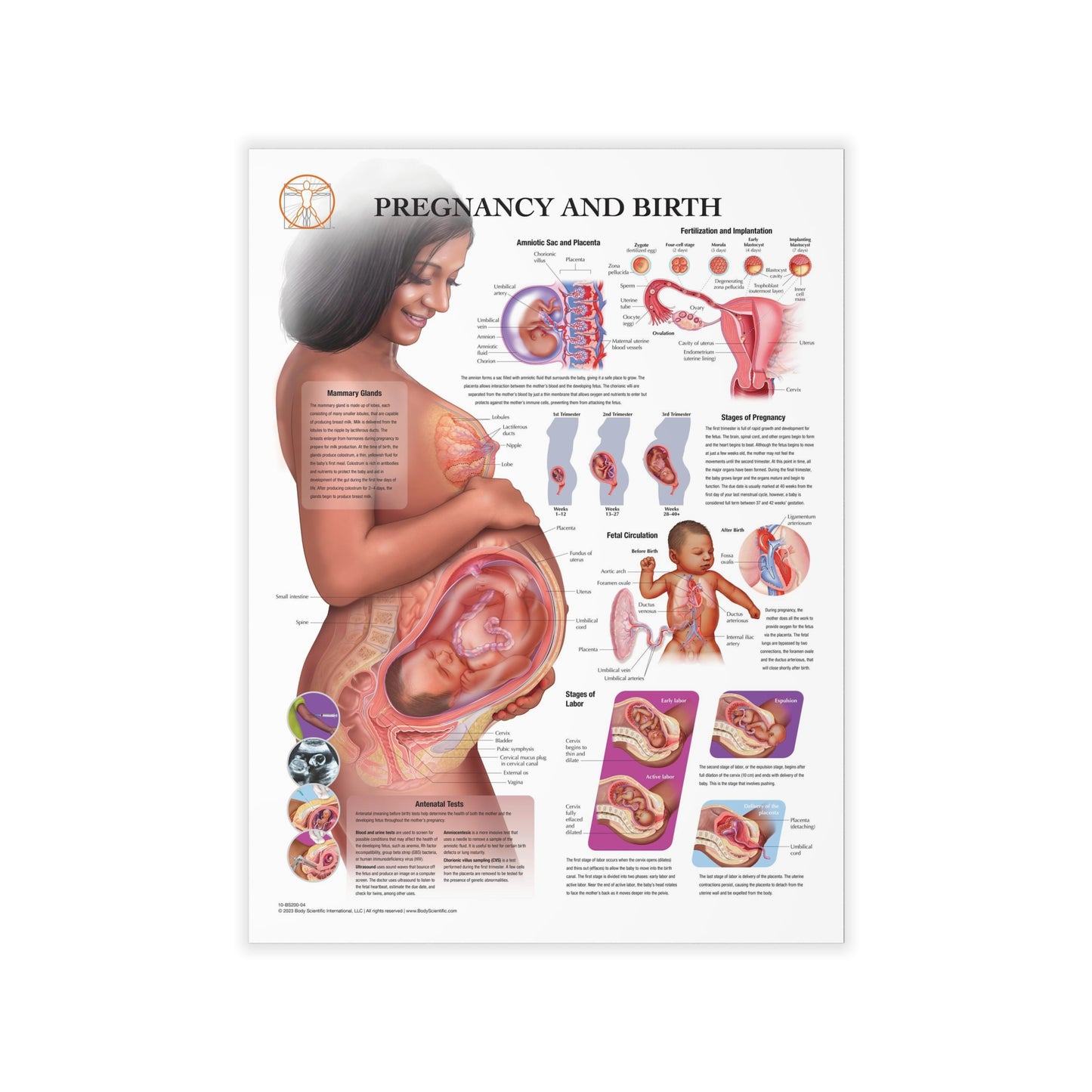 Pregnancy and Birth - Decal
