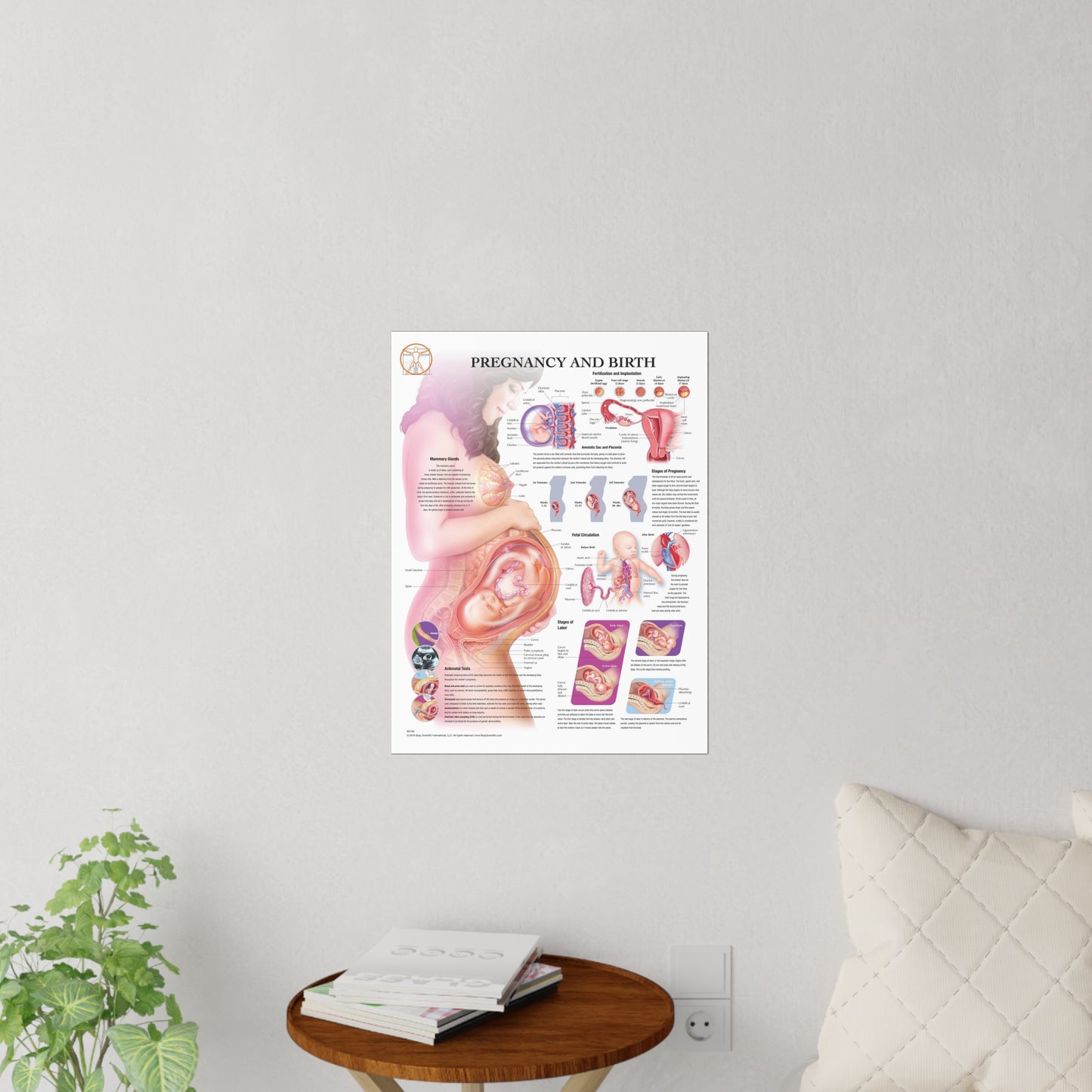 Pregnancy and Birth - Decal