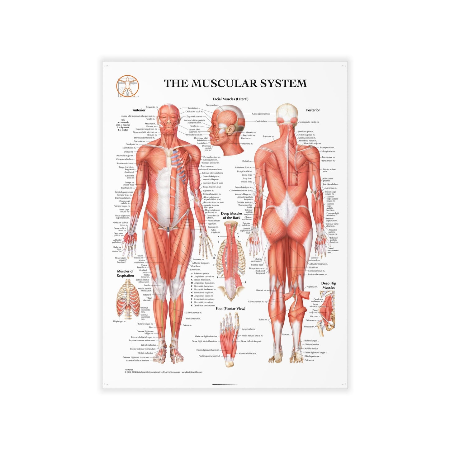 The Muscular System - Decal