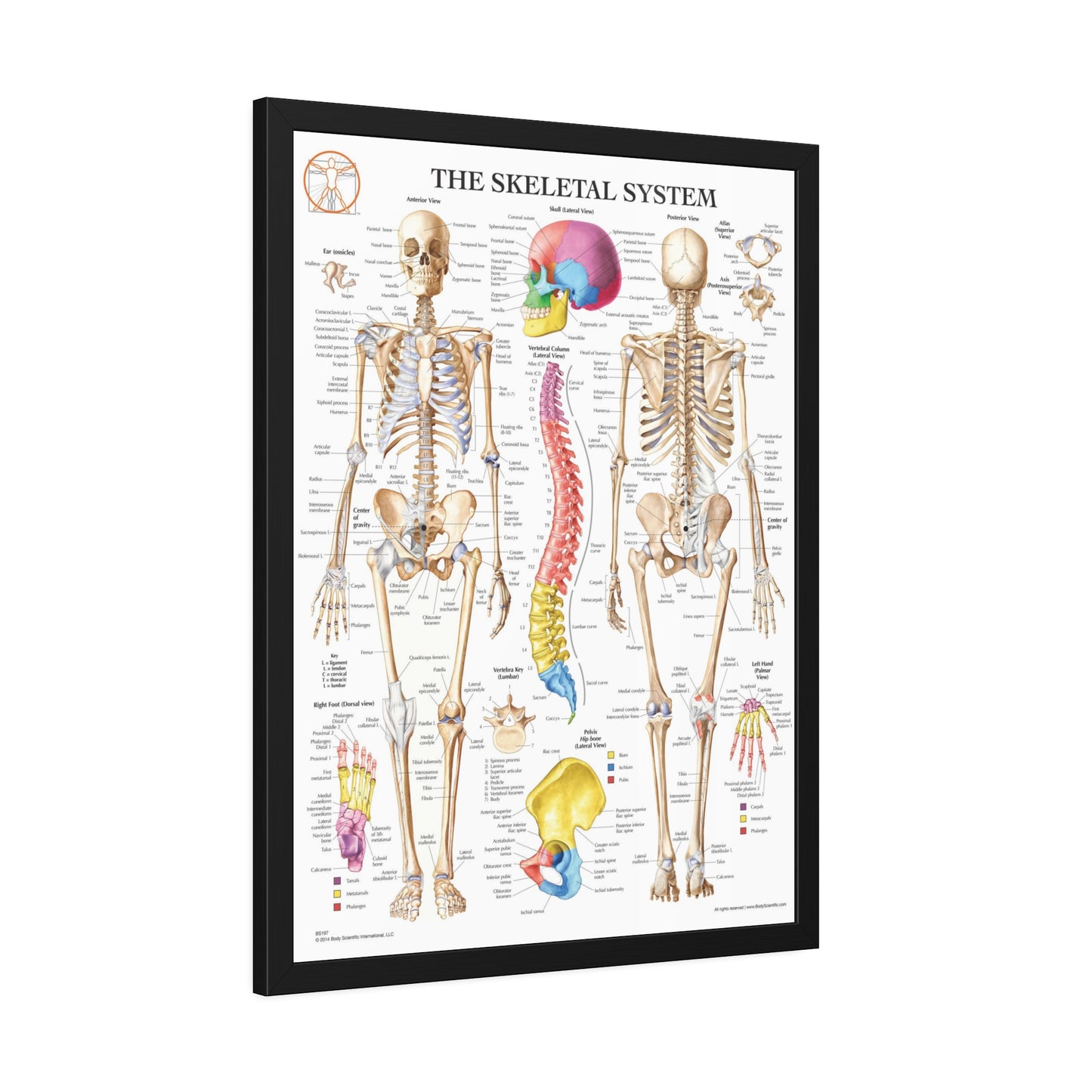 Framed Skeletal System