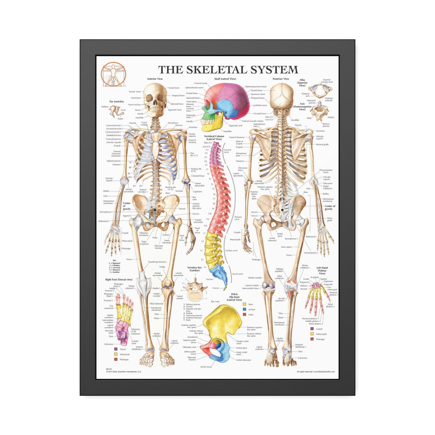 Framed Skeletal System