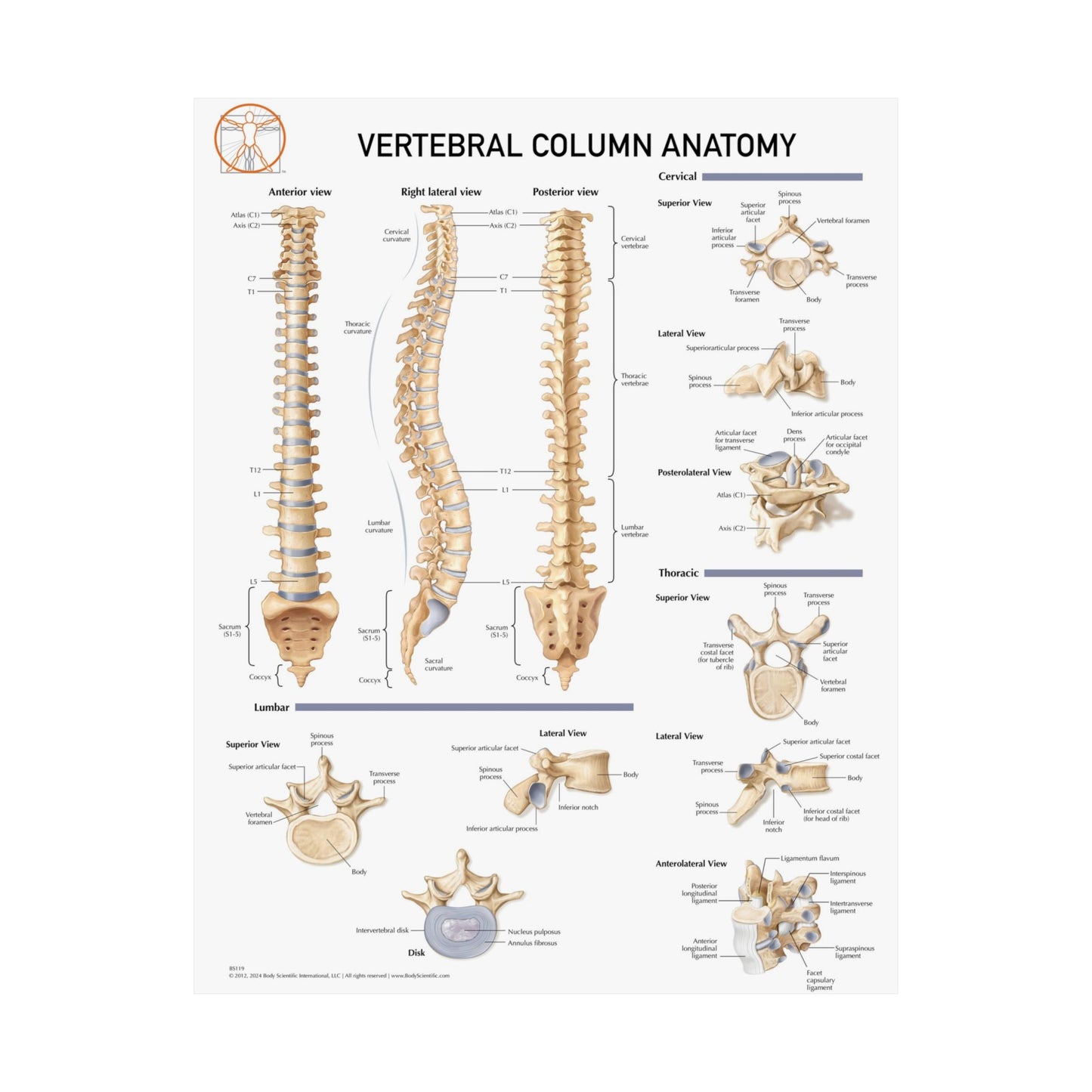 Vetrebral Column Anatomy