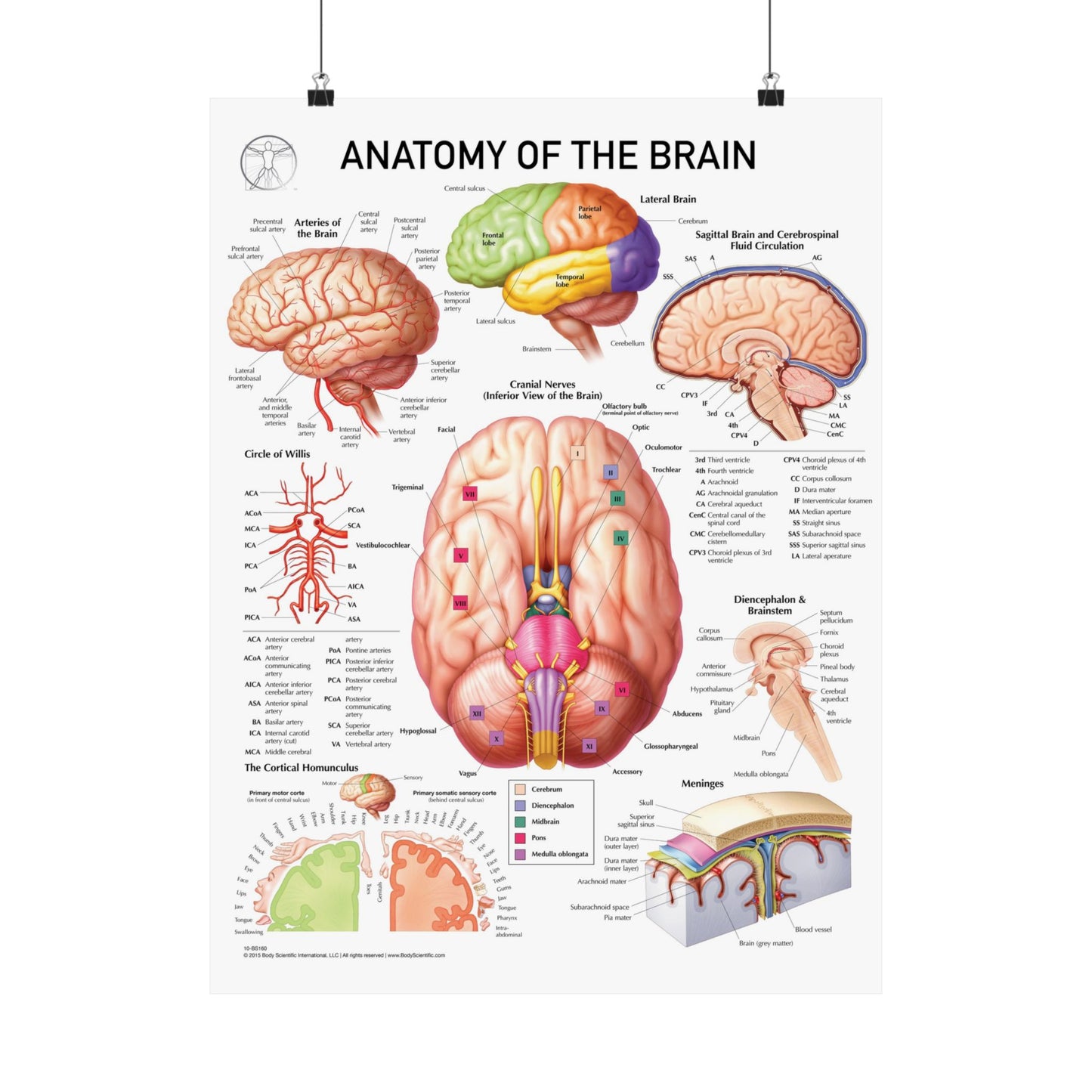 Anatomy of the Brain