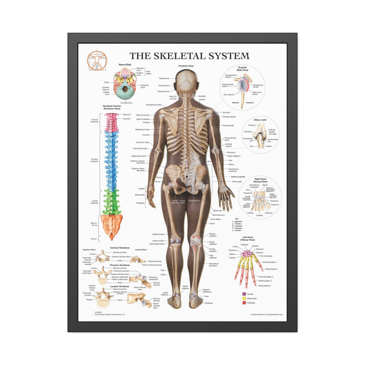Framed Skeletal System