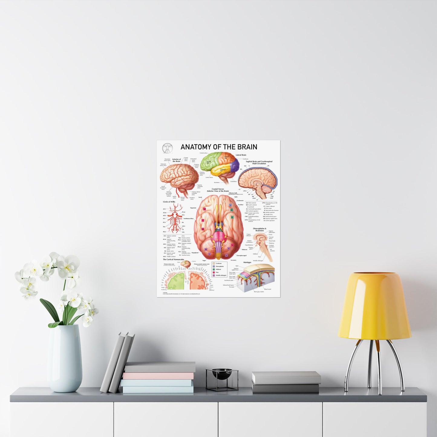 Anatomy of the Brain