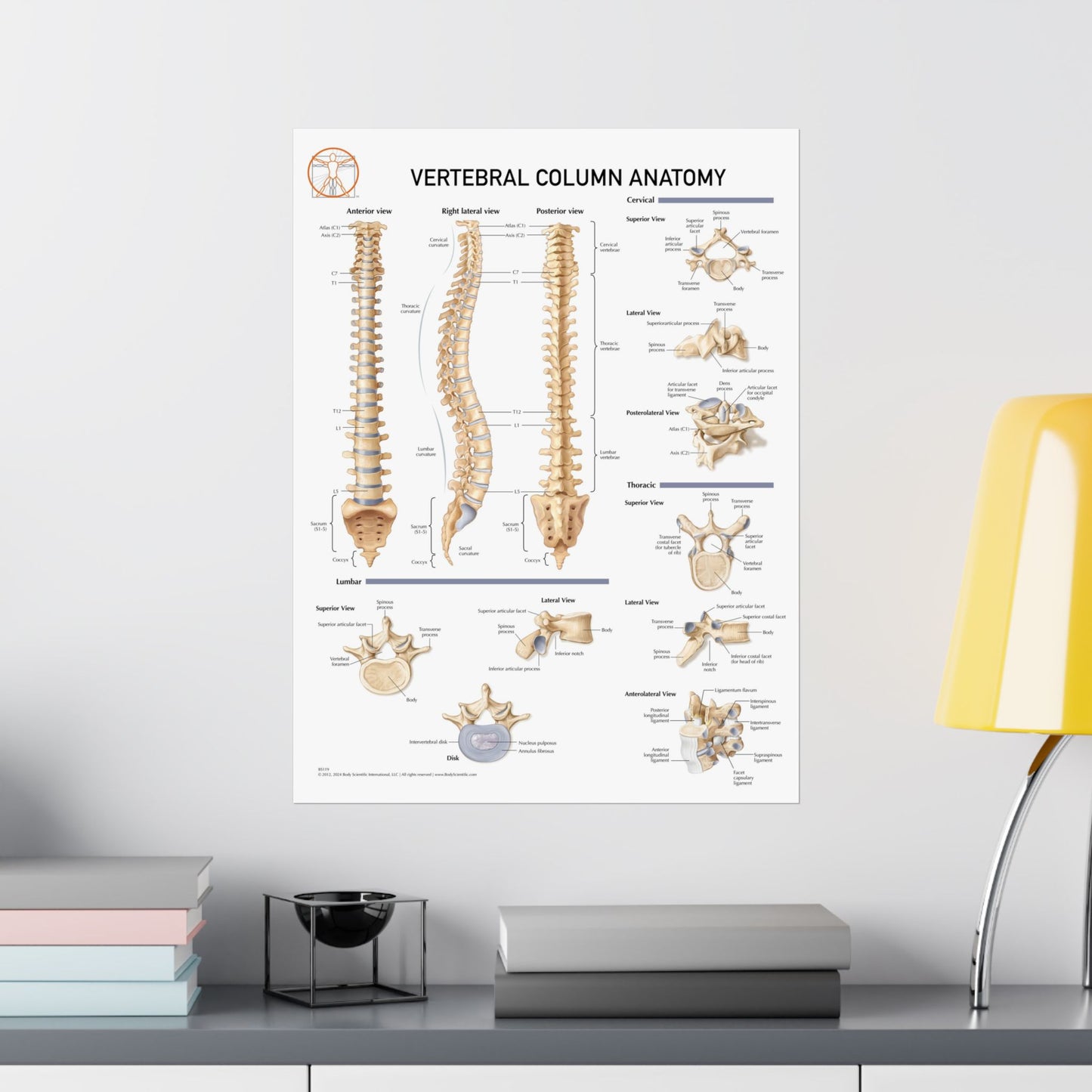 Vetrebral Column Anatomy