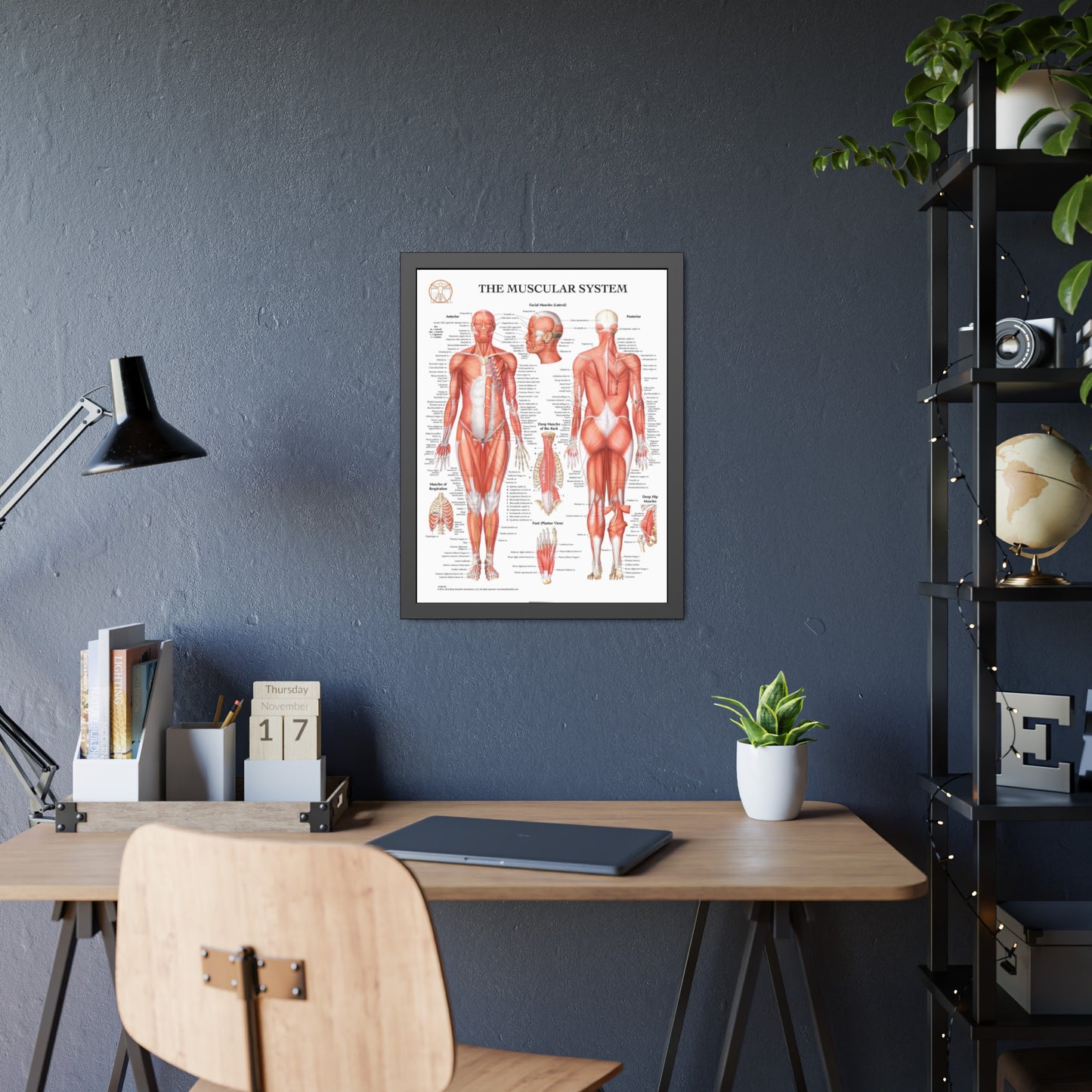 Framed Muscular System