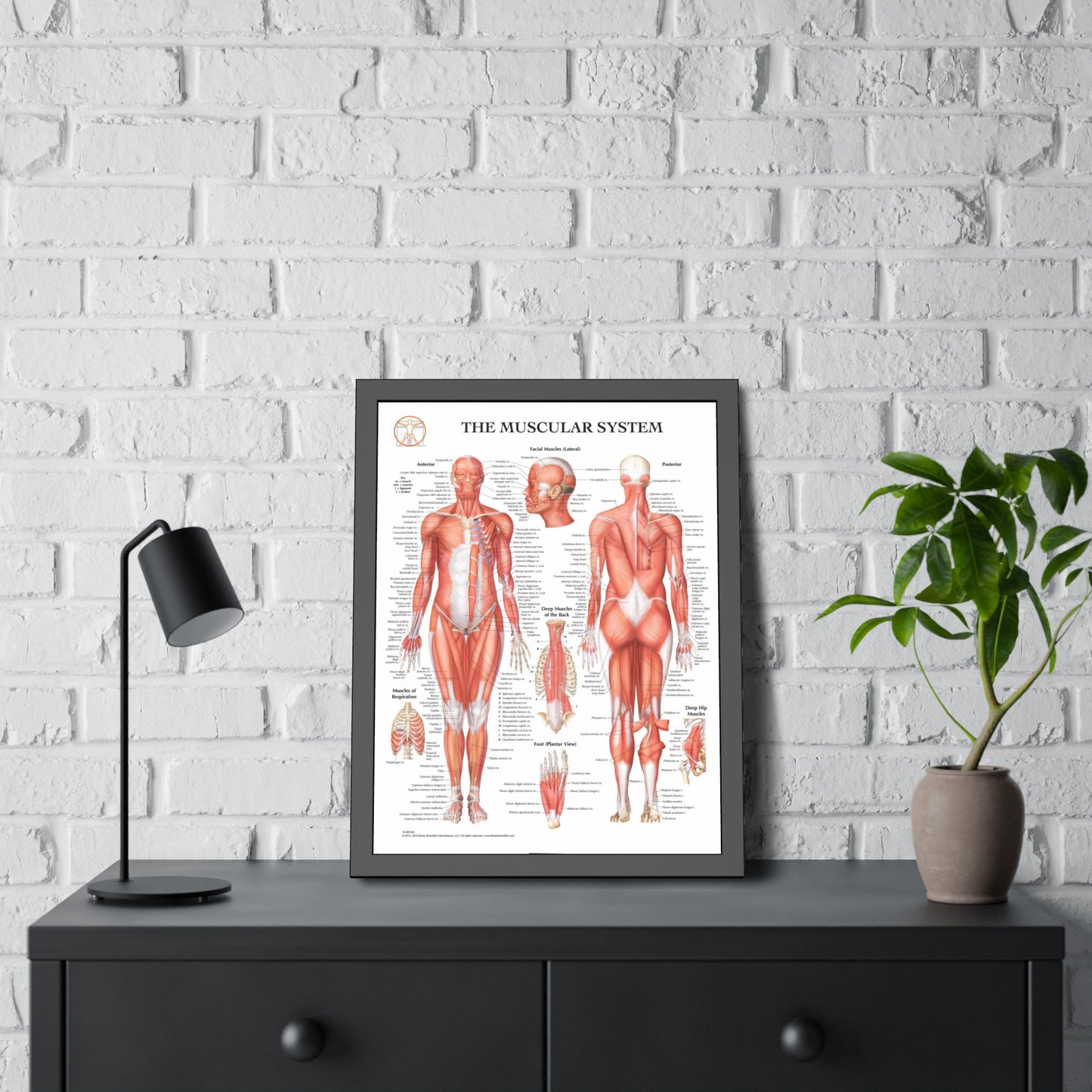Framed Muscular System