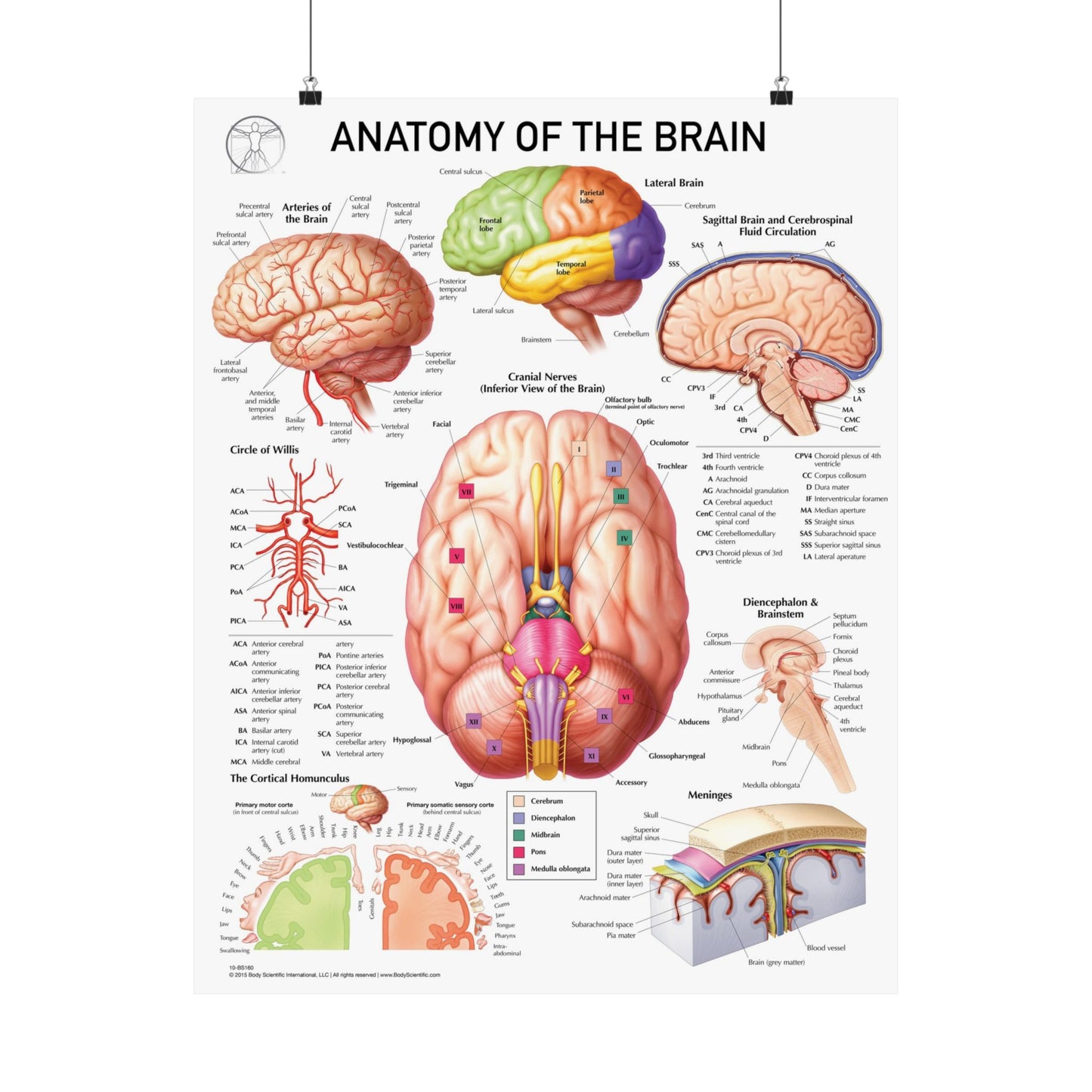 Anatomy of the Brain