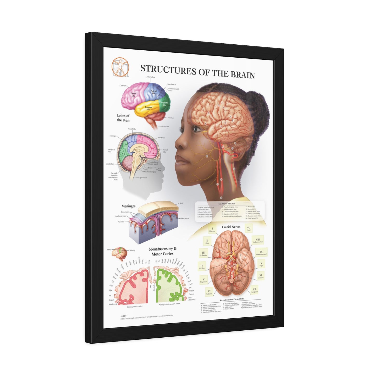 Framed Structures of the Brain