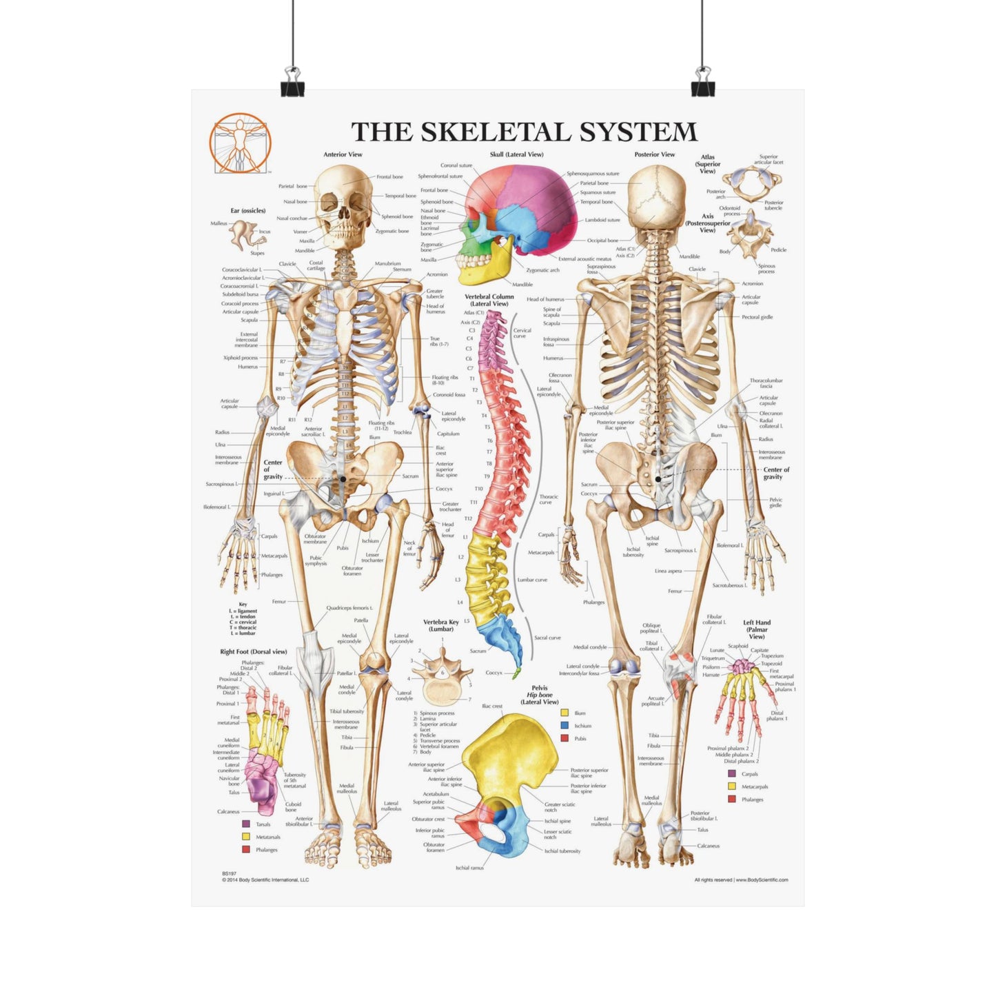 The Skeletal System
