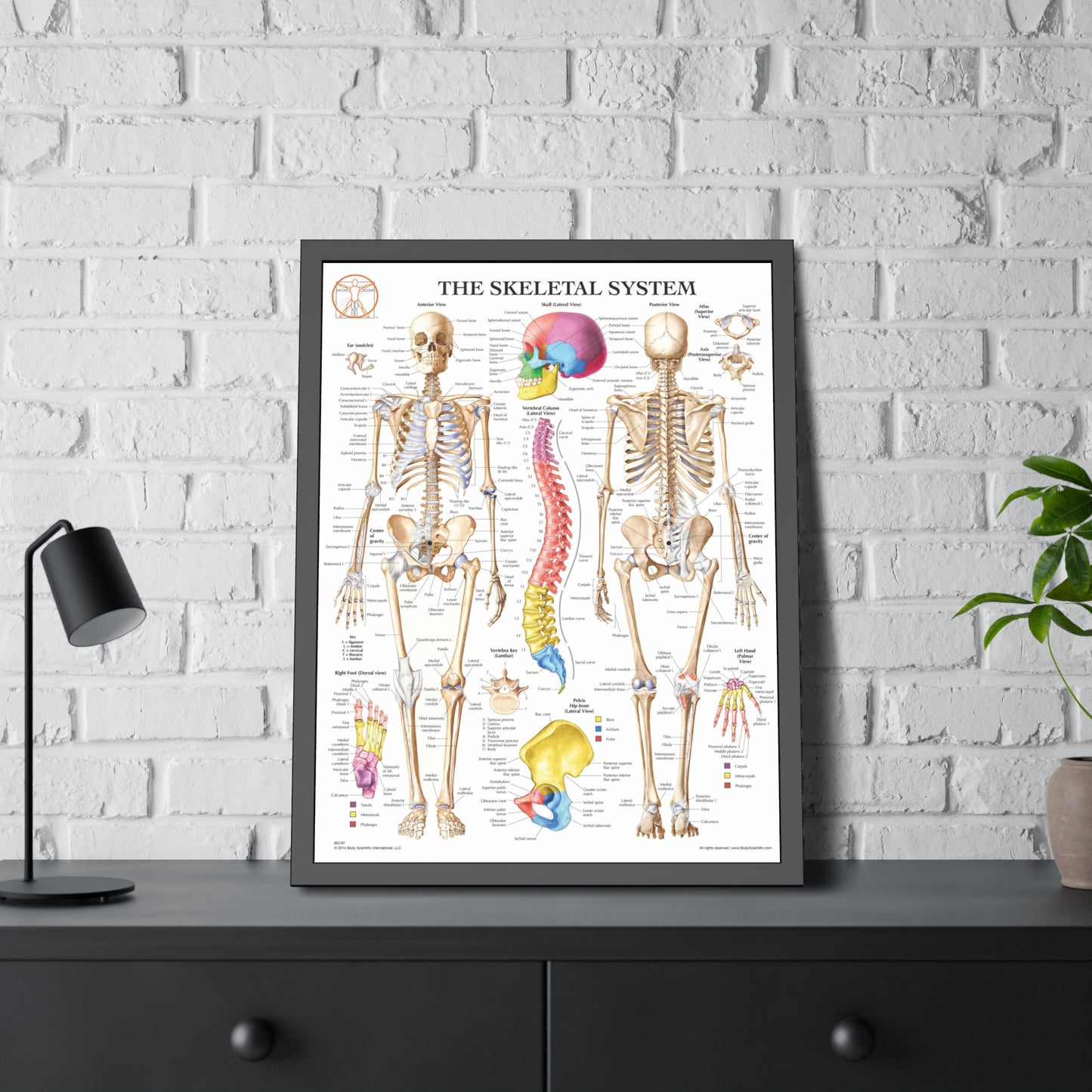 Framed Skeletal System