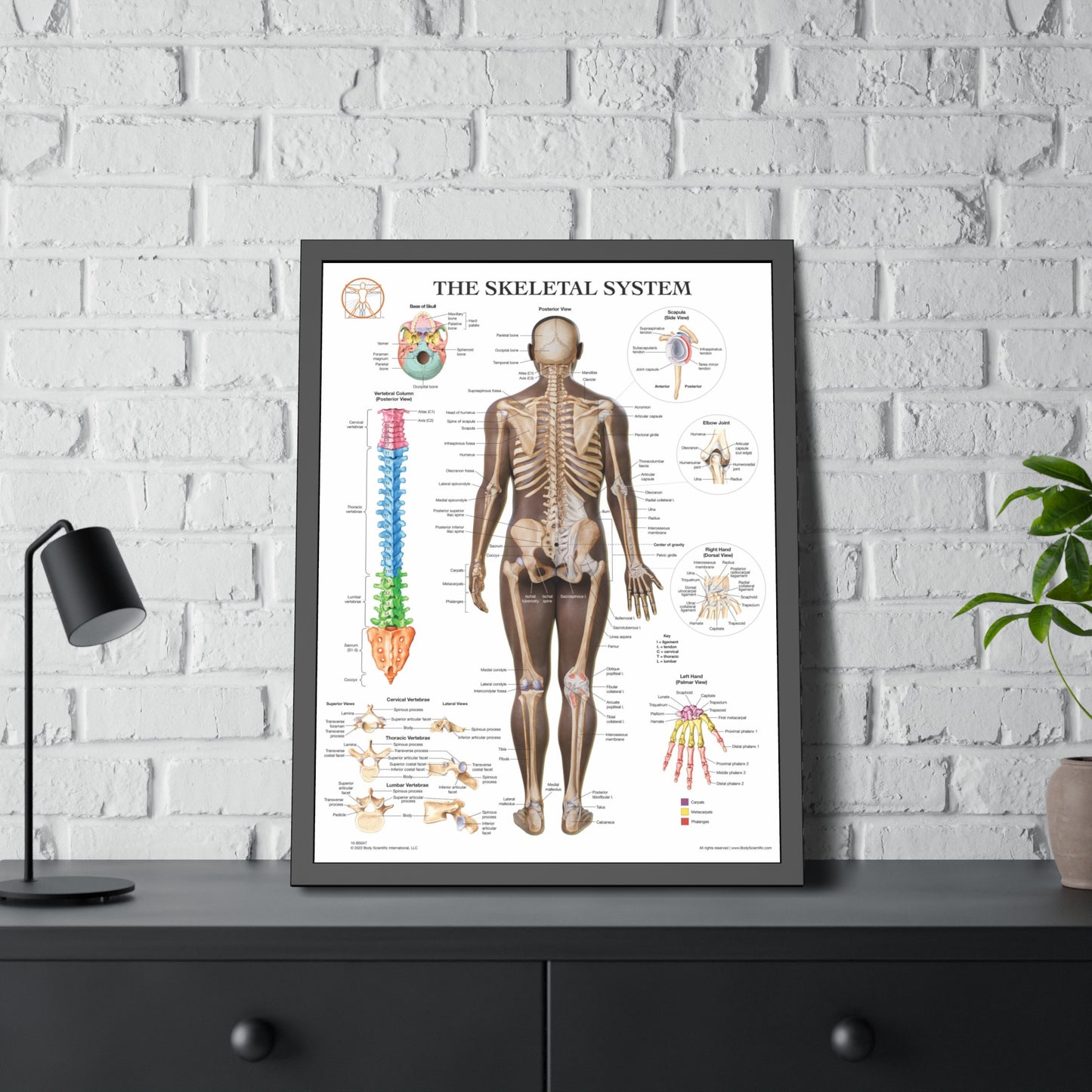 Framed Skeletal System