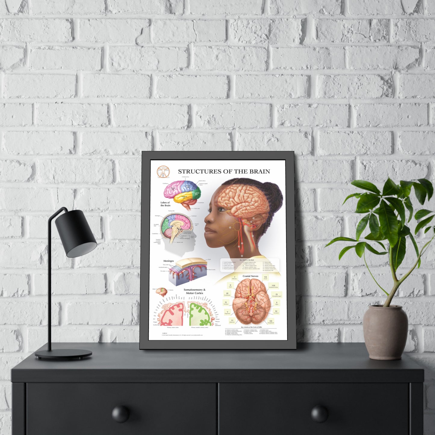 Framed Structures of the Brain
