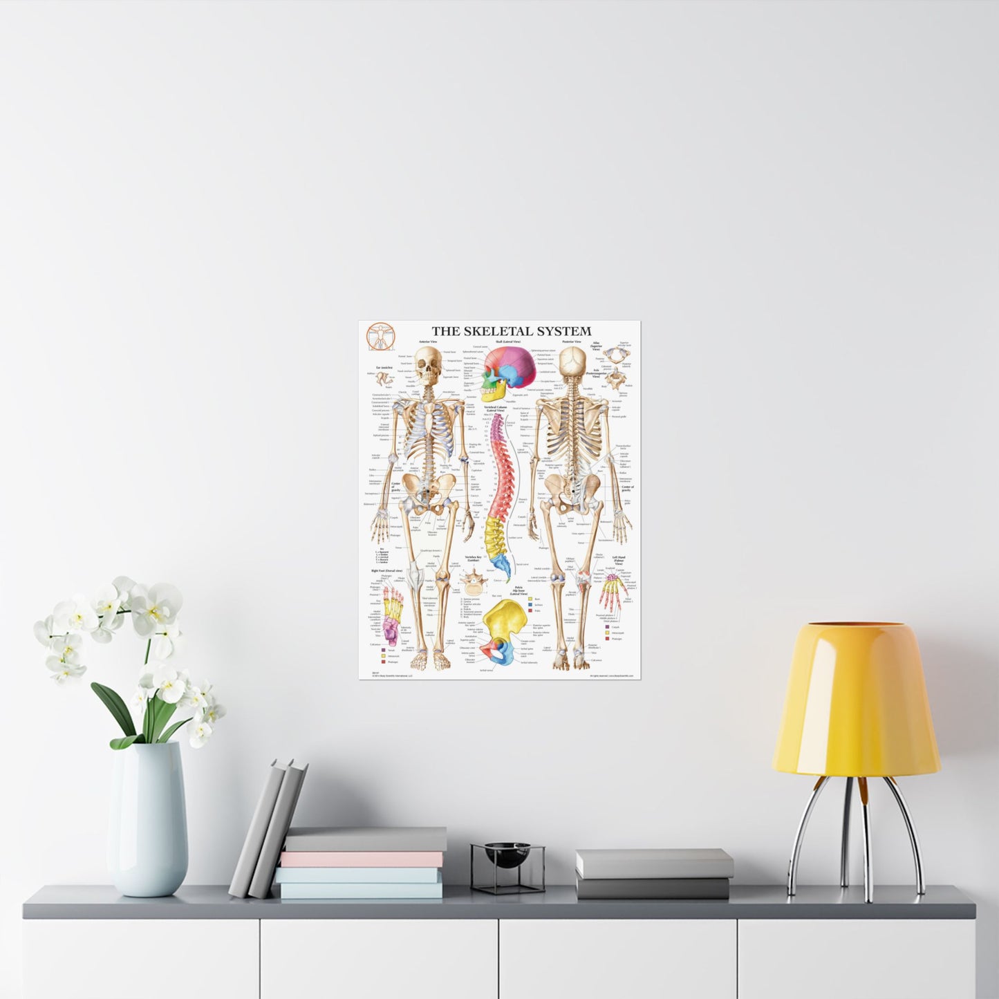 The Skeletal System