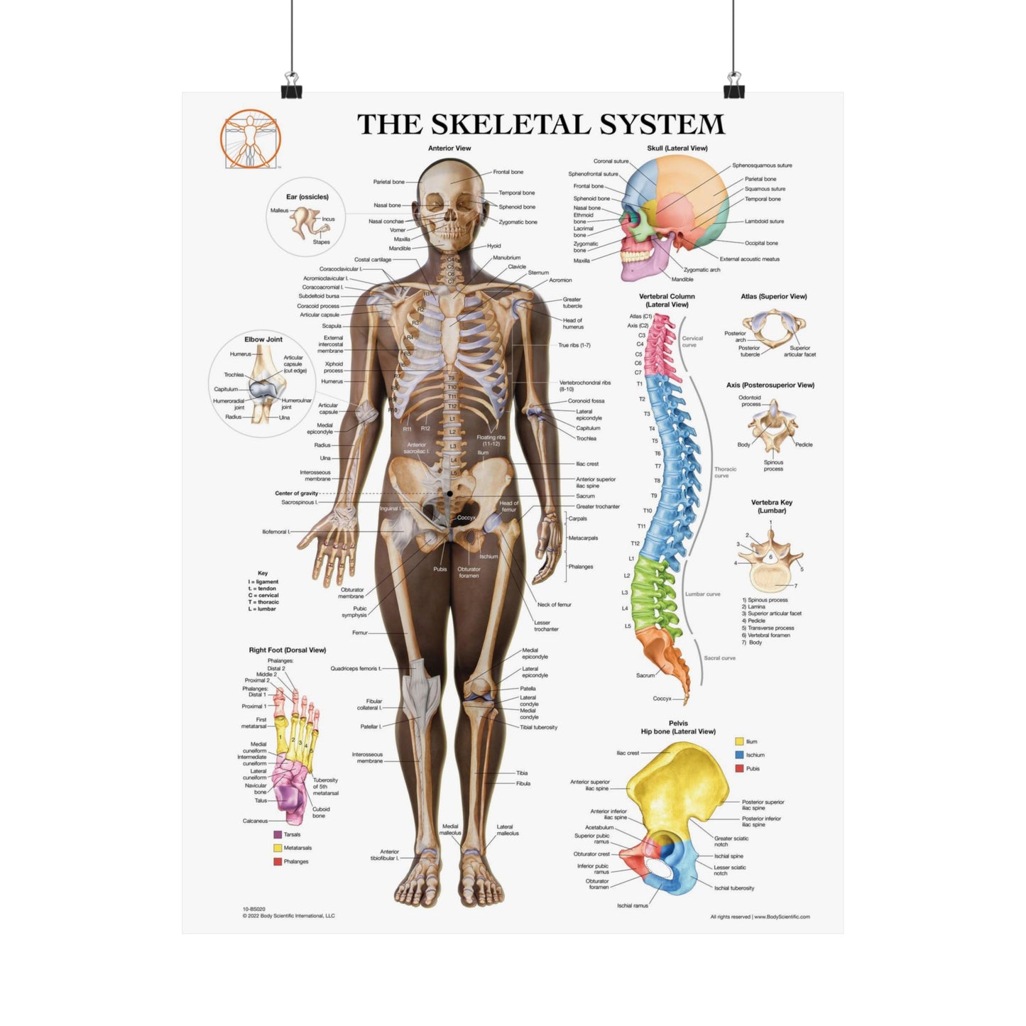 The Skeletal System (Anterior)