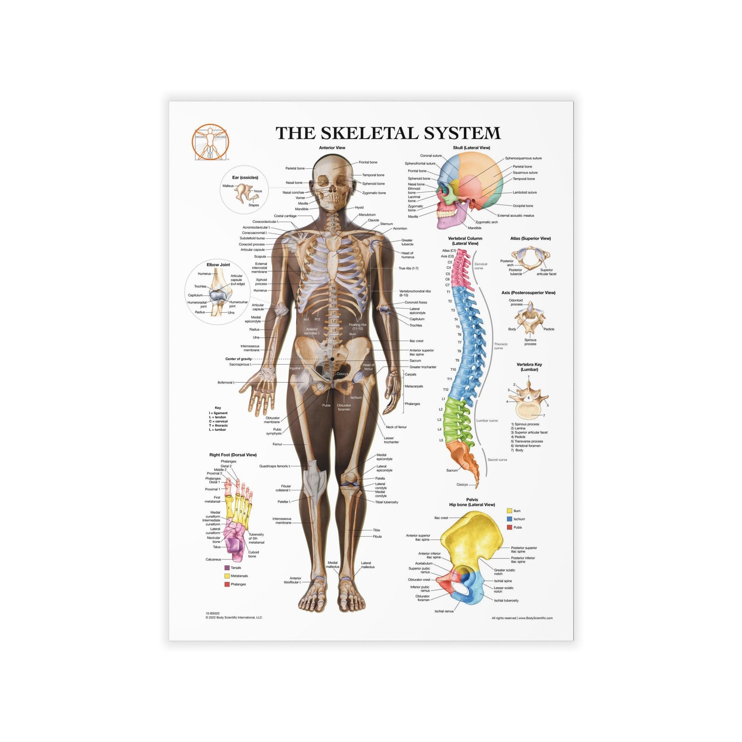 The Skeletal System - Decal
