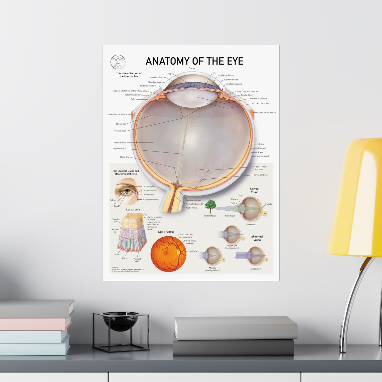 Anatomy of the Eye