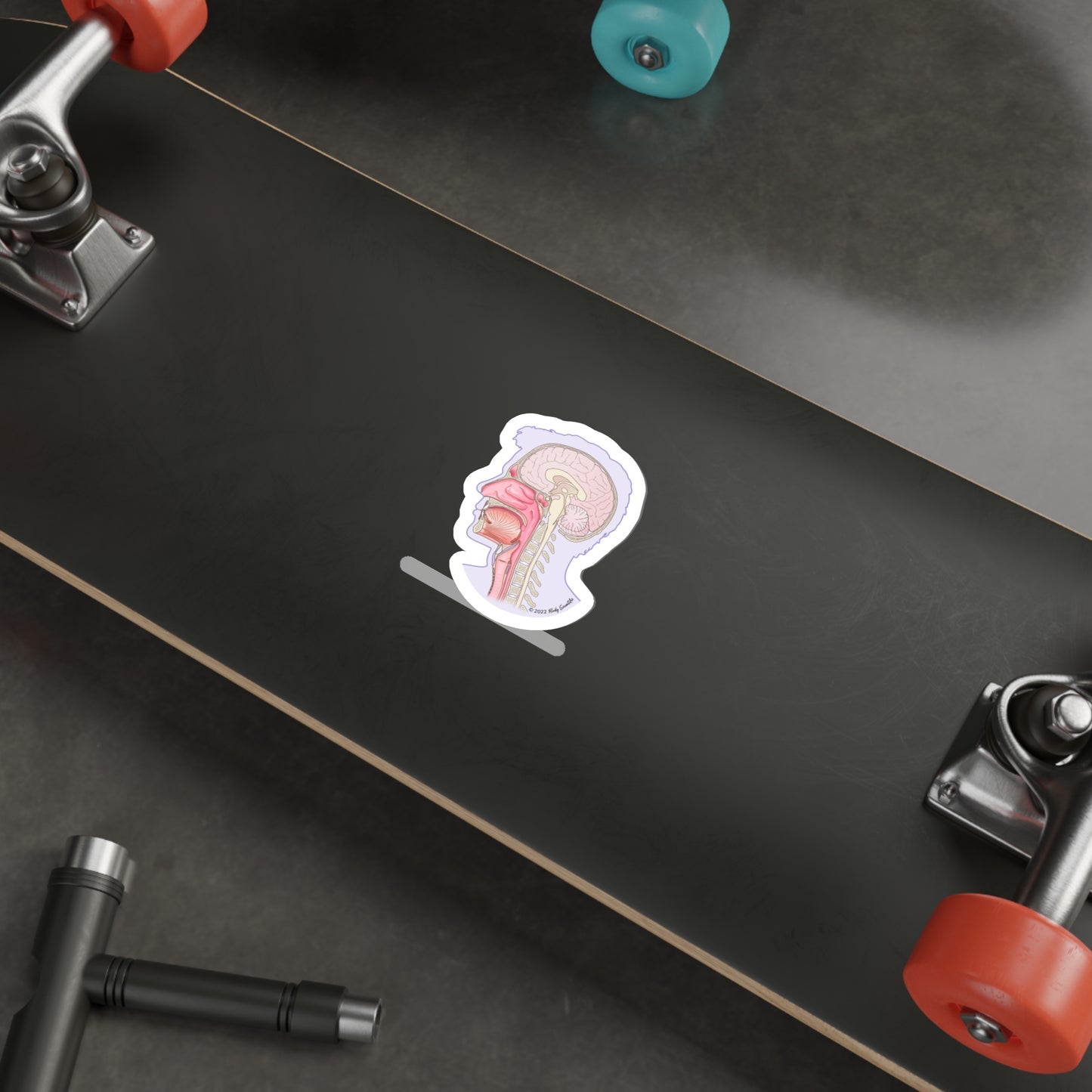 Sagittal Head - Diecut Sticker