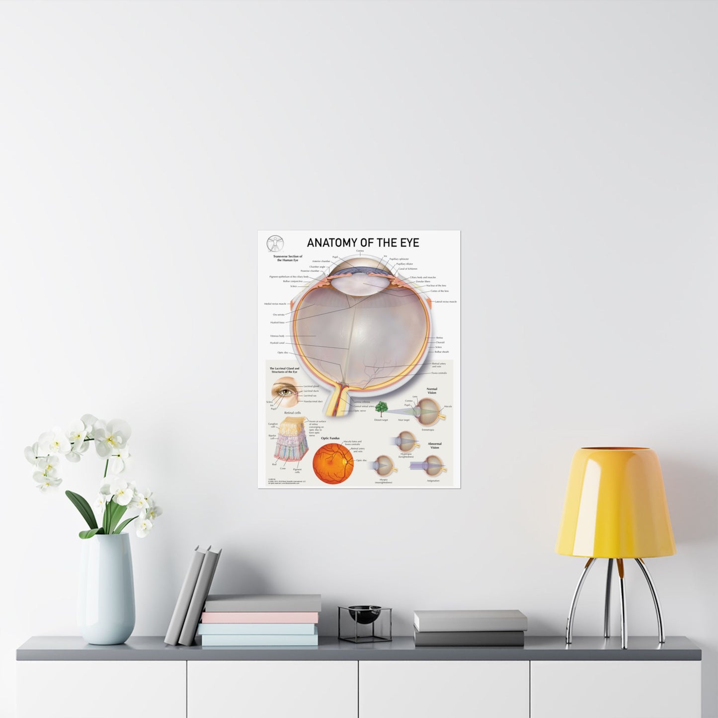 Anatomy of the Eye