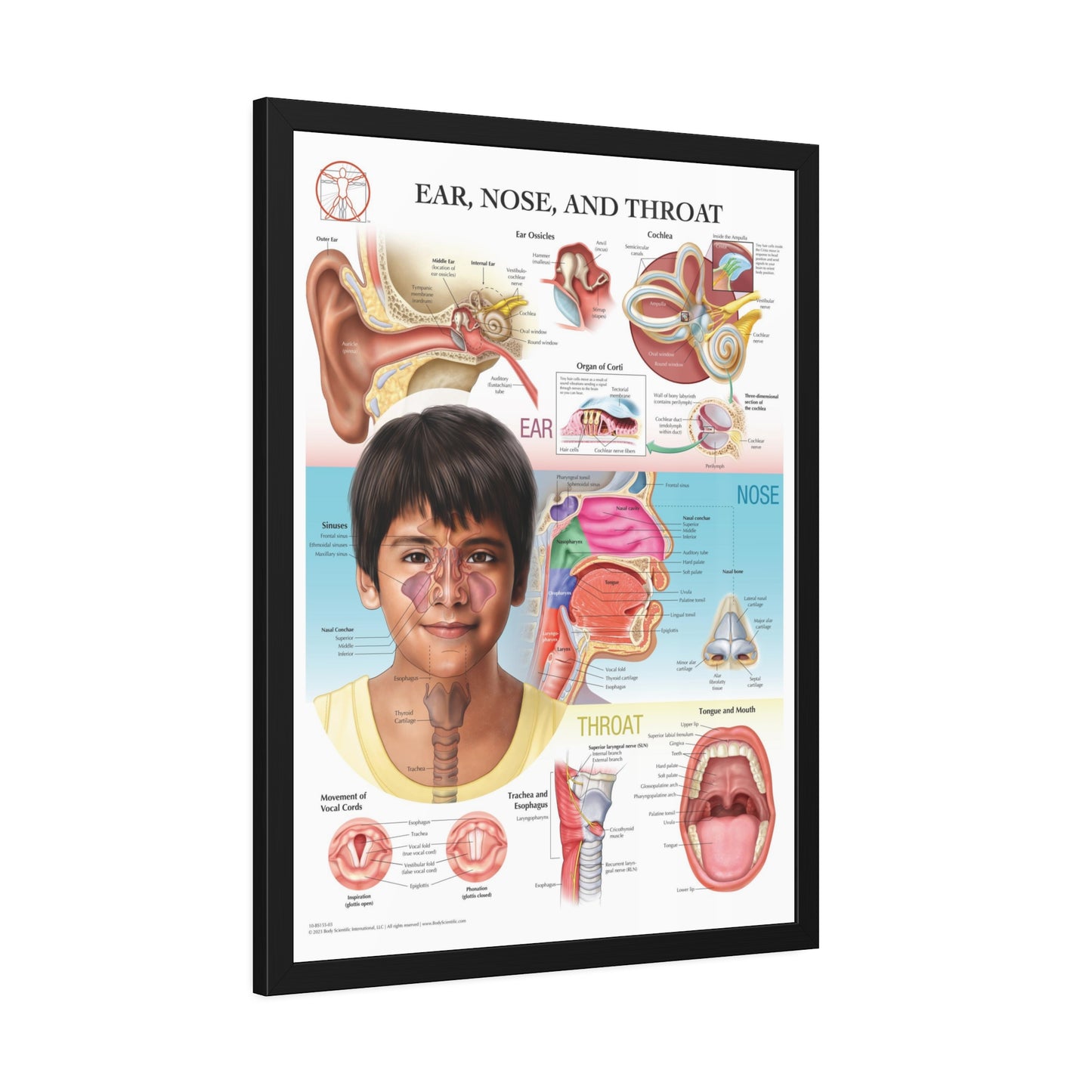 Framed Ear, Nose and Throat