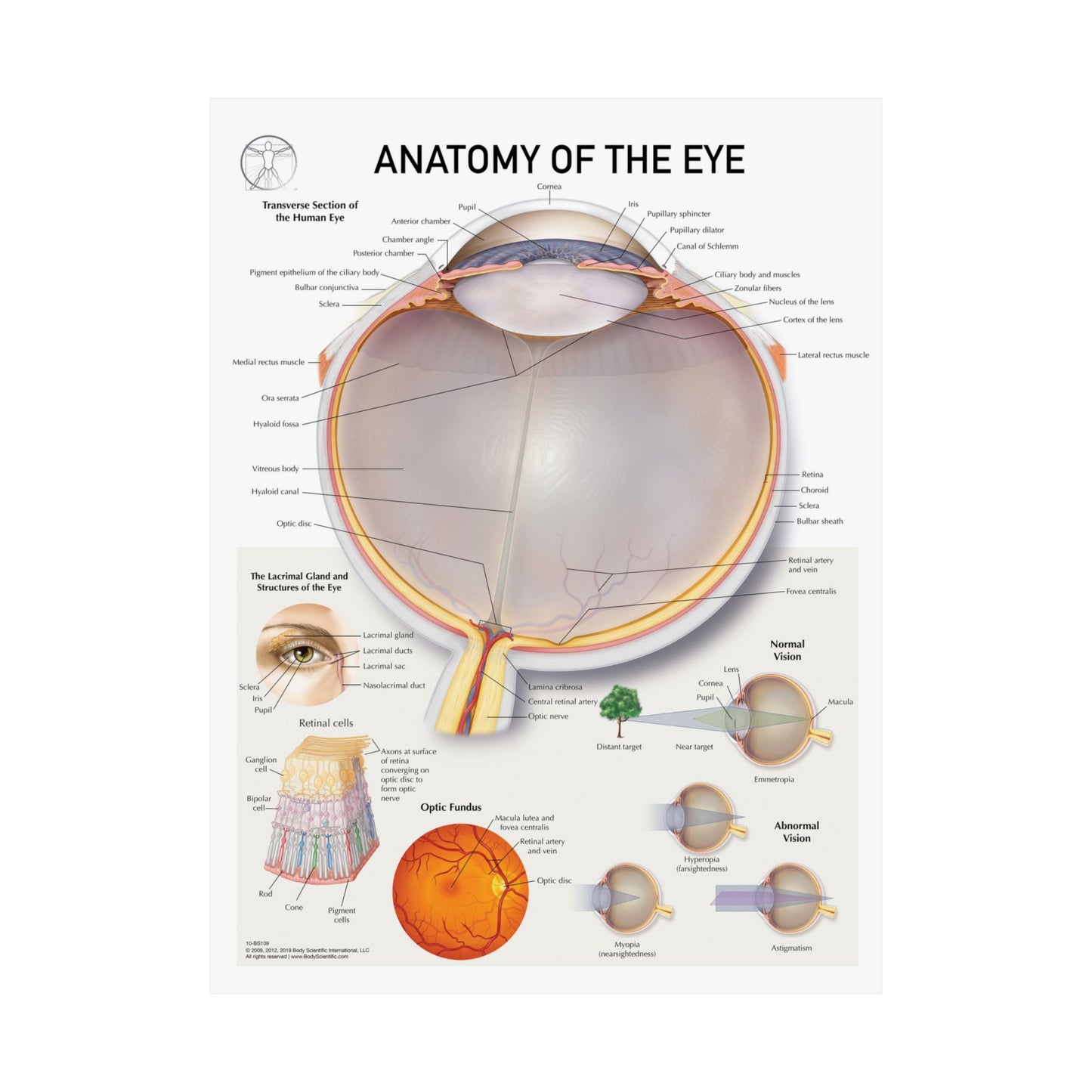 Anatomy of the Eye