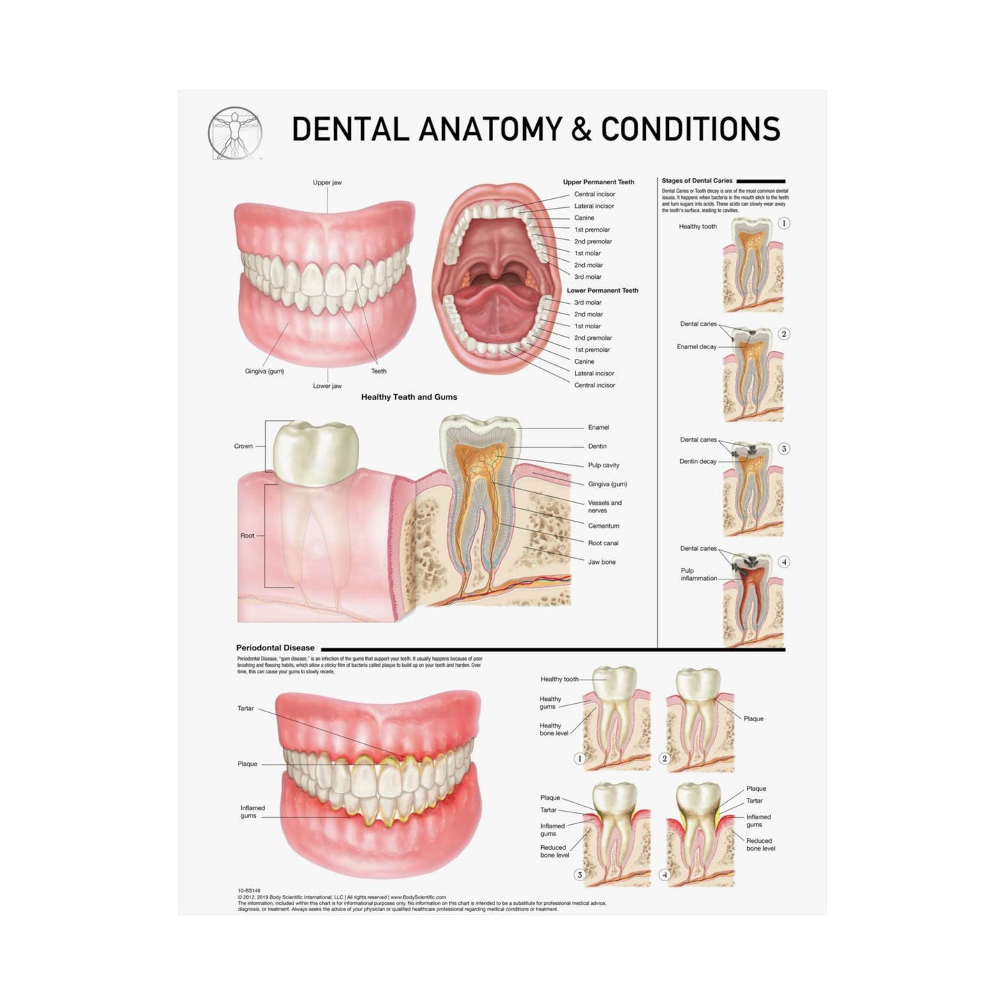 Dental Anatomy and Conditions