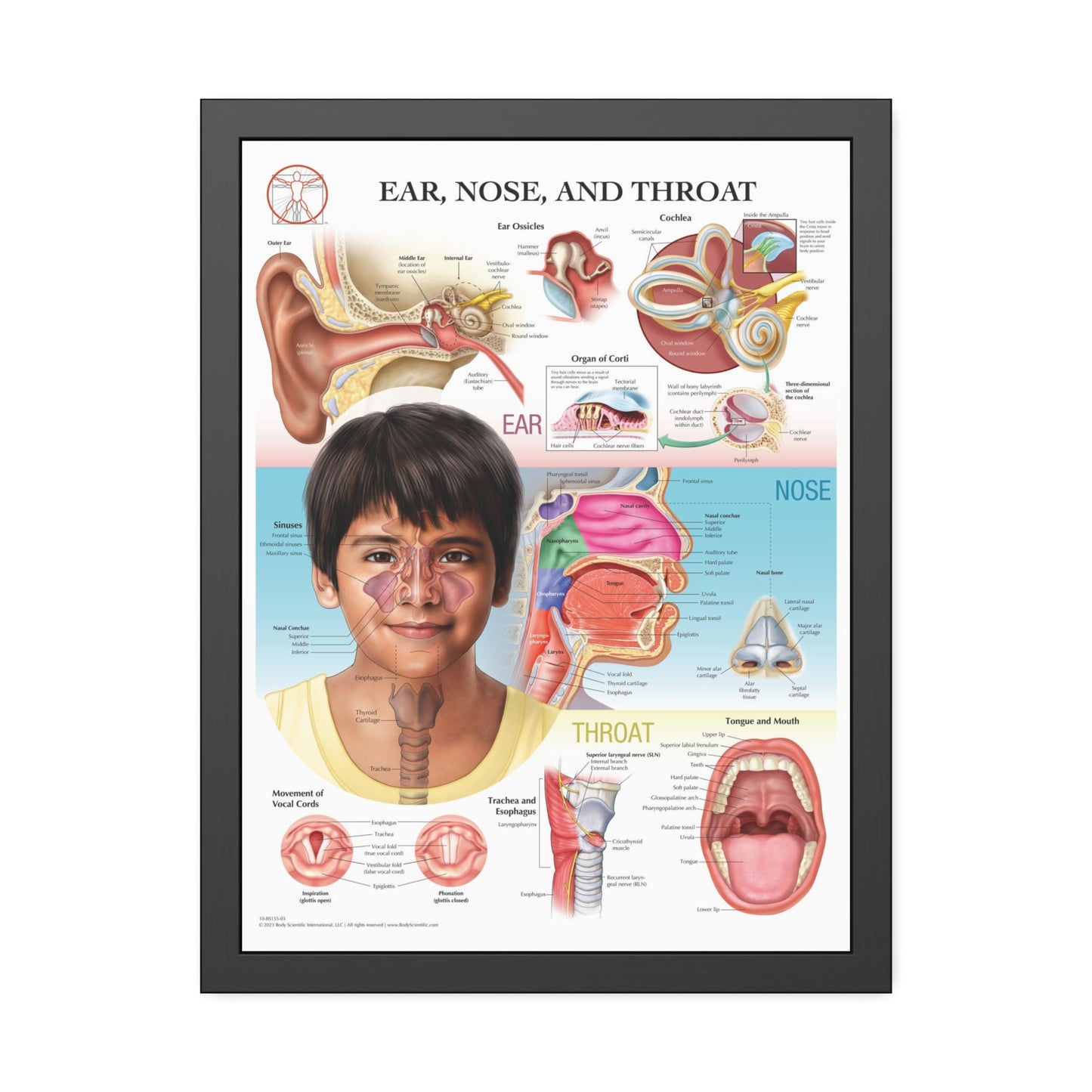 Framed Ear, Nose and Throat