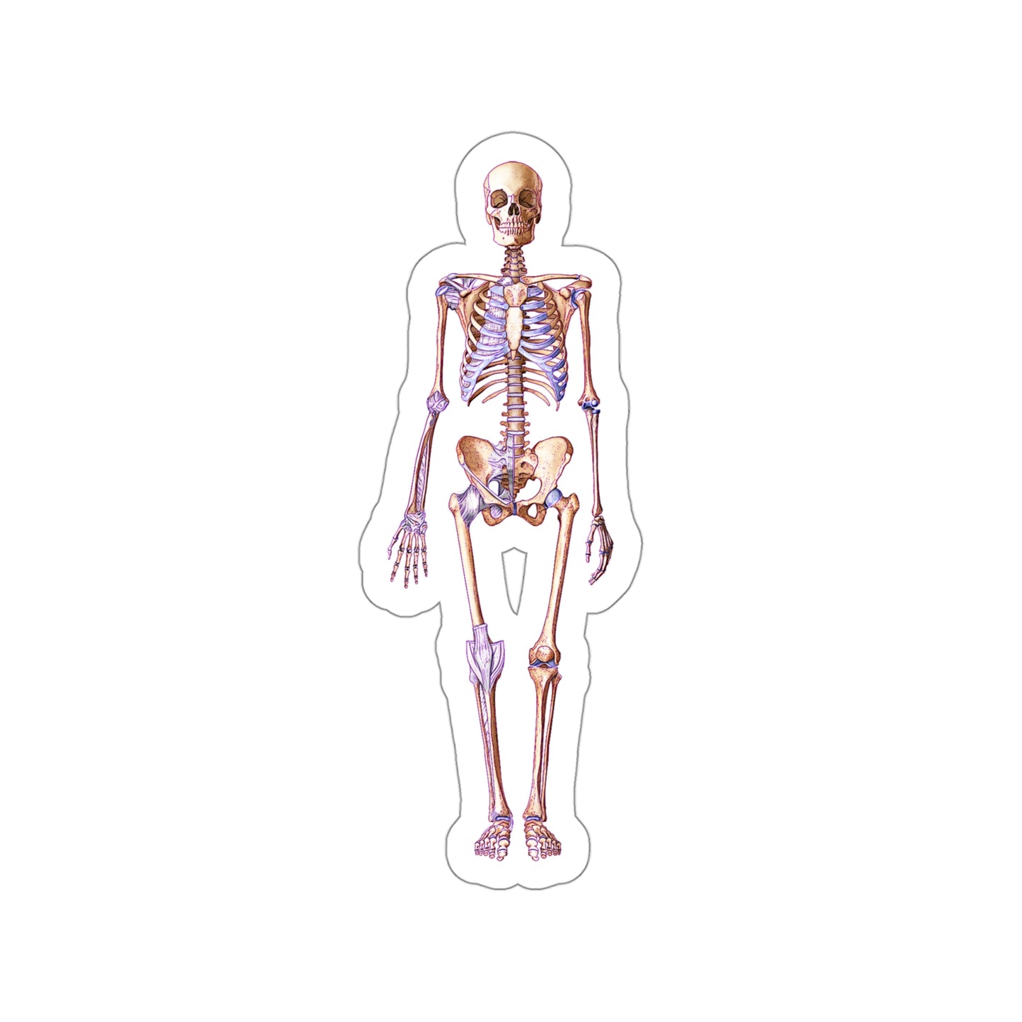 Skeleton - Diecut Sticker