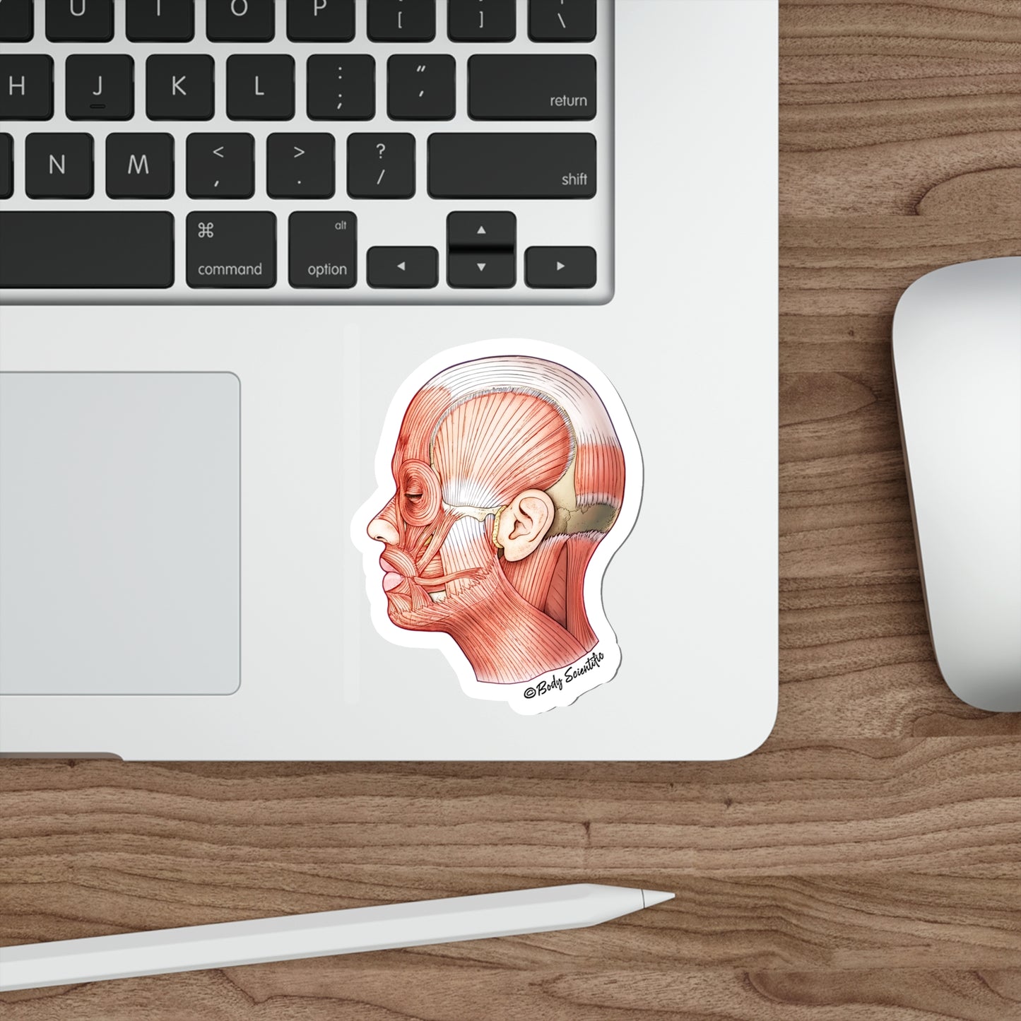 Facial Muscles - Diecut Sticker