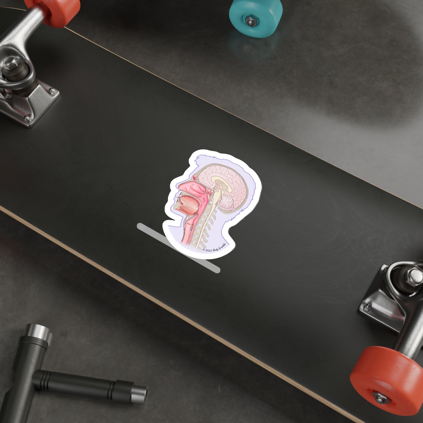 Sagittal Head - Diecut Sticker