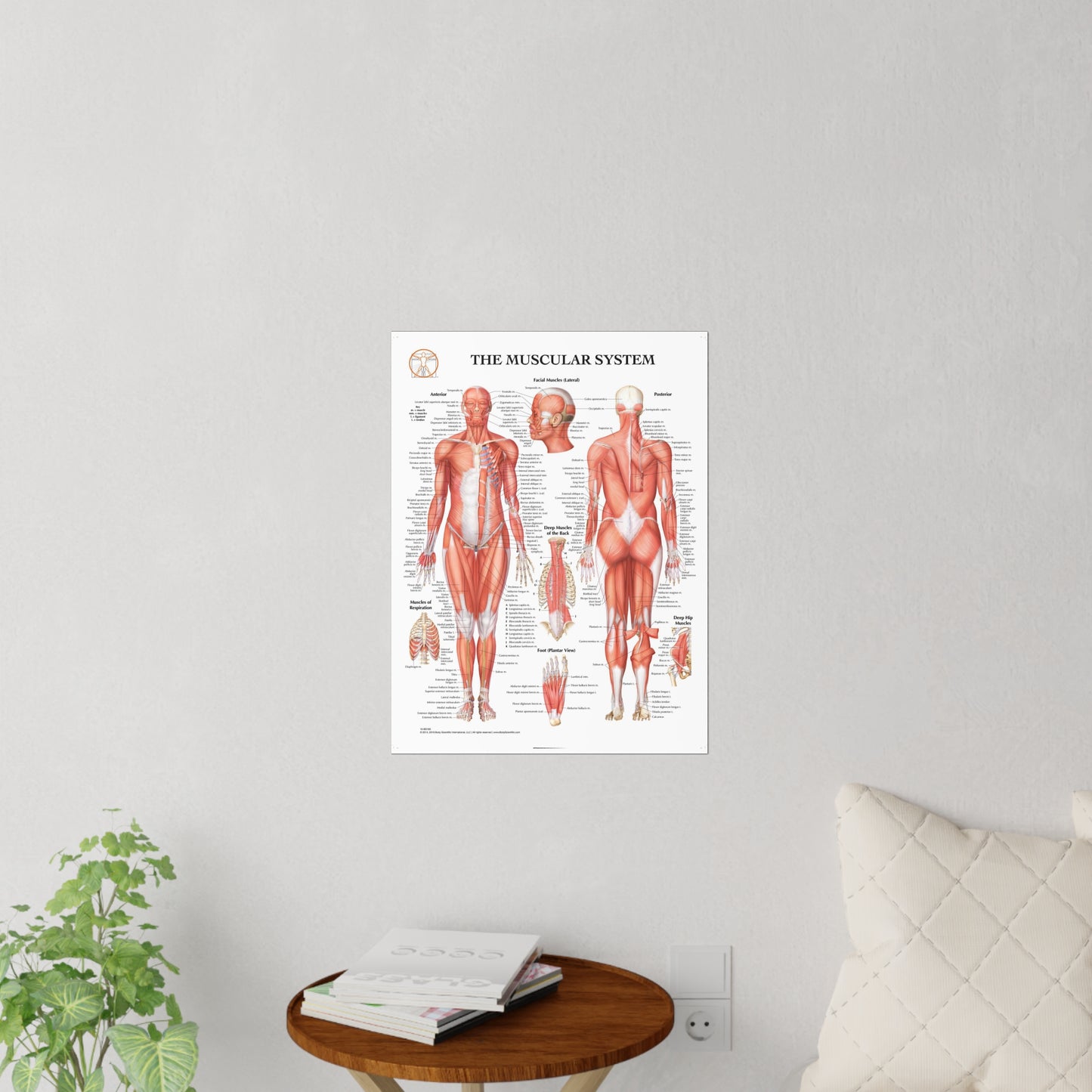 The Muscular System - Decal