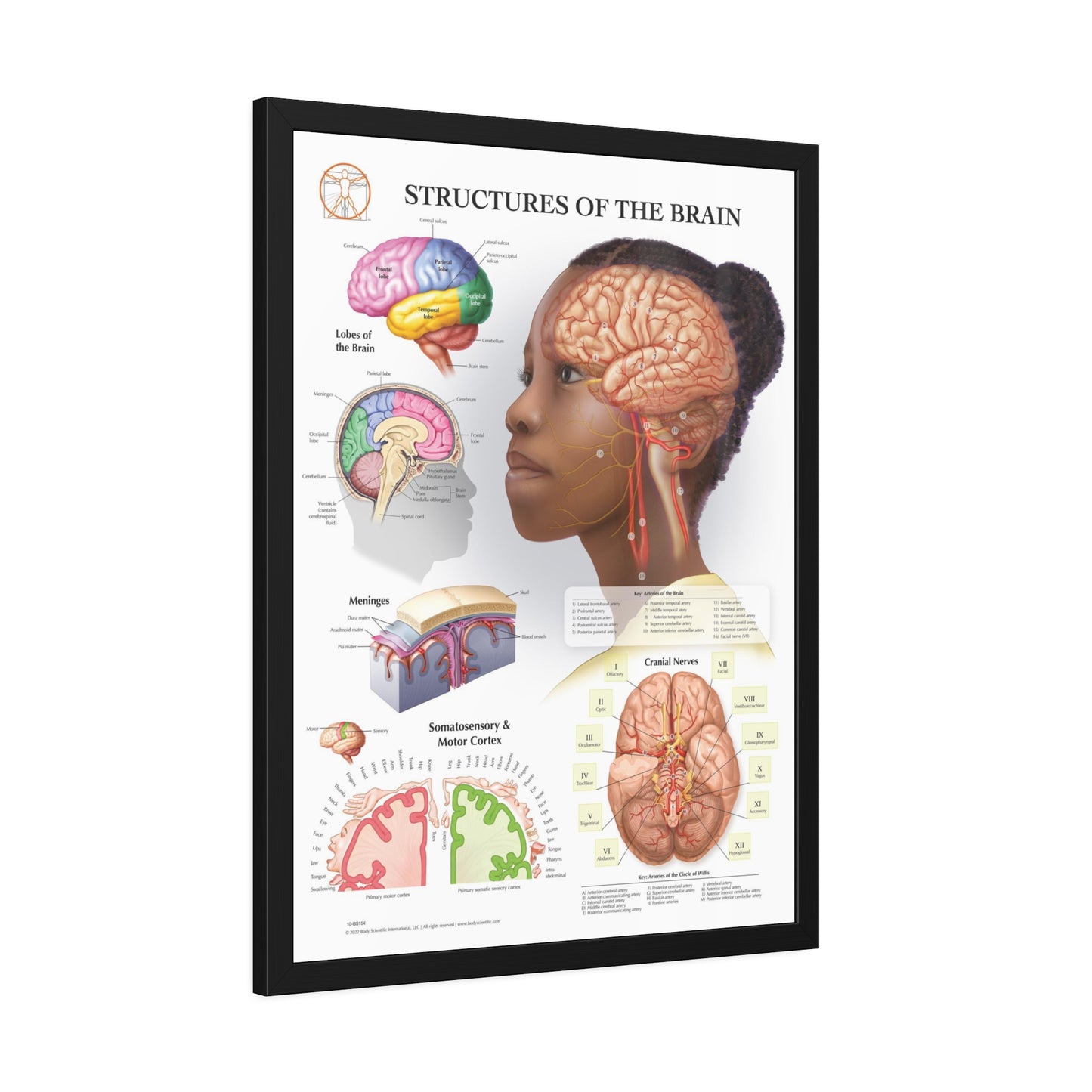 Framed Structures of the Brain