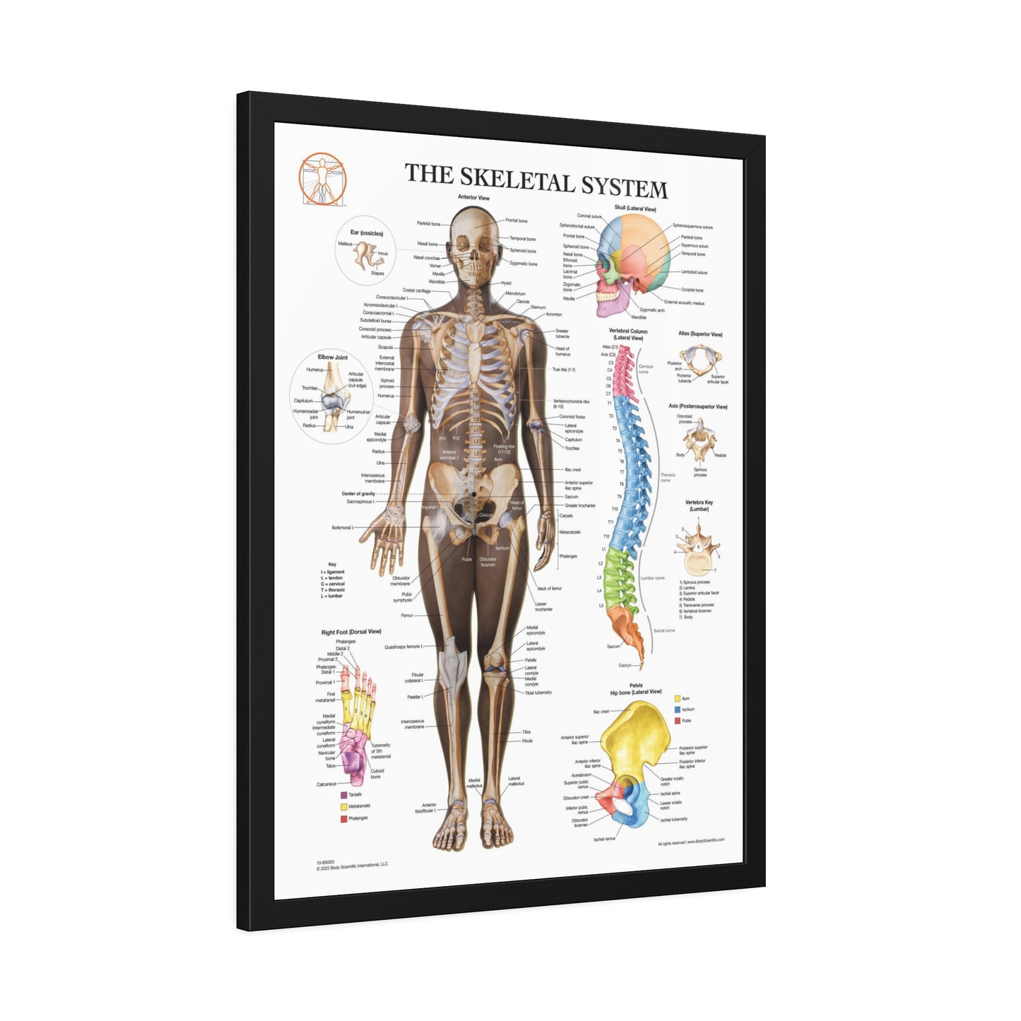 Framed Skeletal System