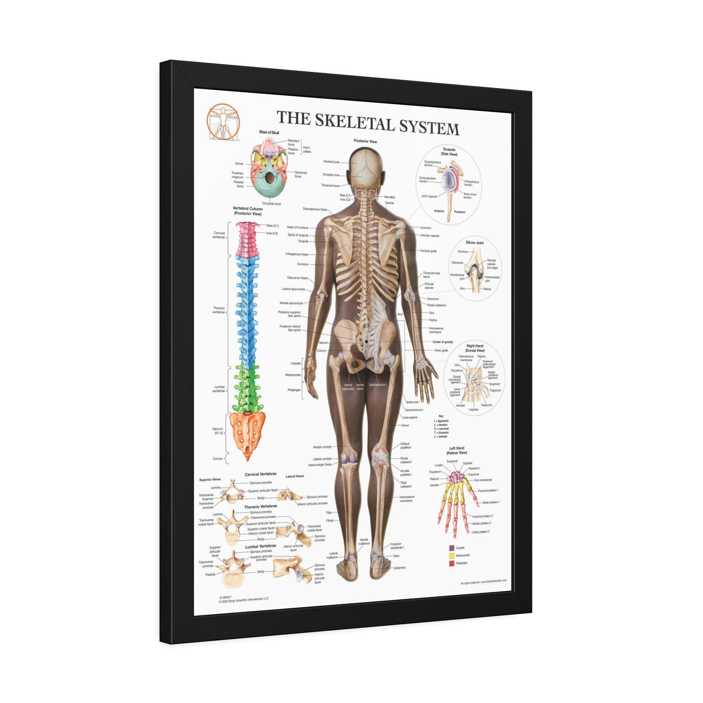 Framed Skeletal System