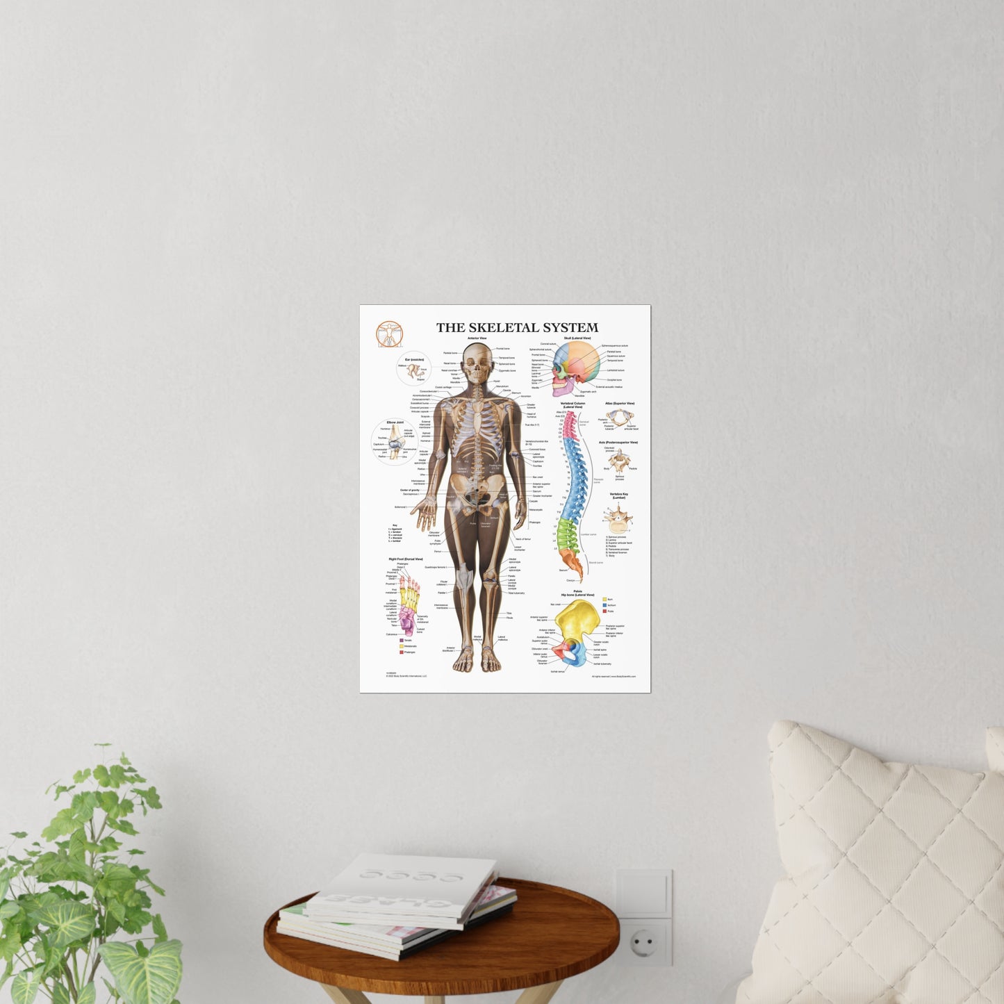 The Skeletal System - Decal