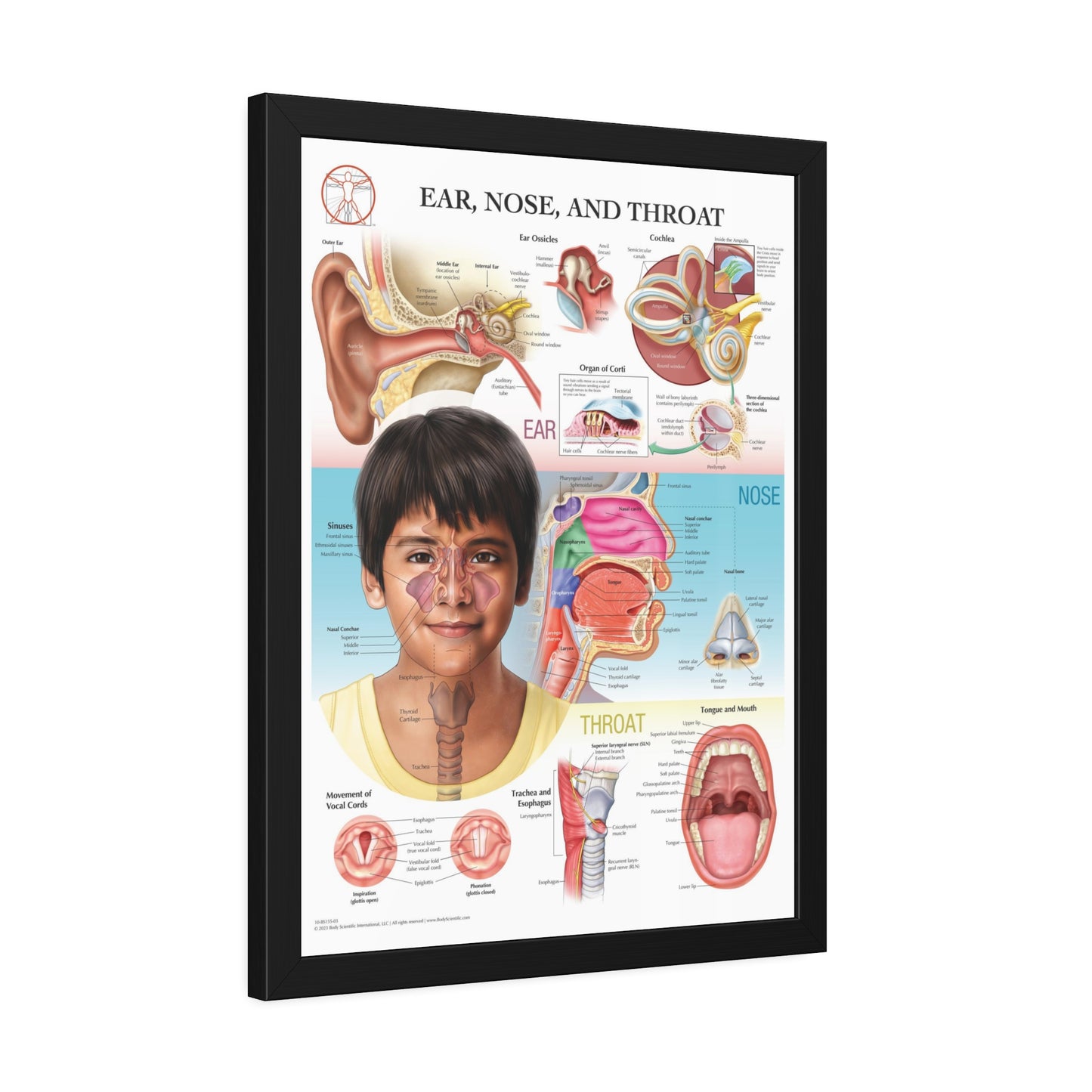 Framed Ear, Nose and Throat