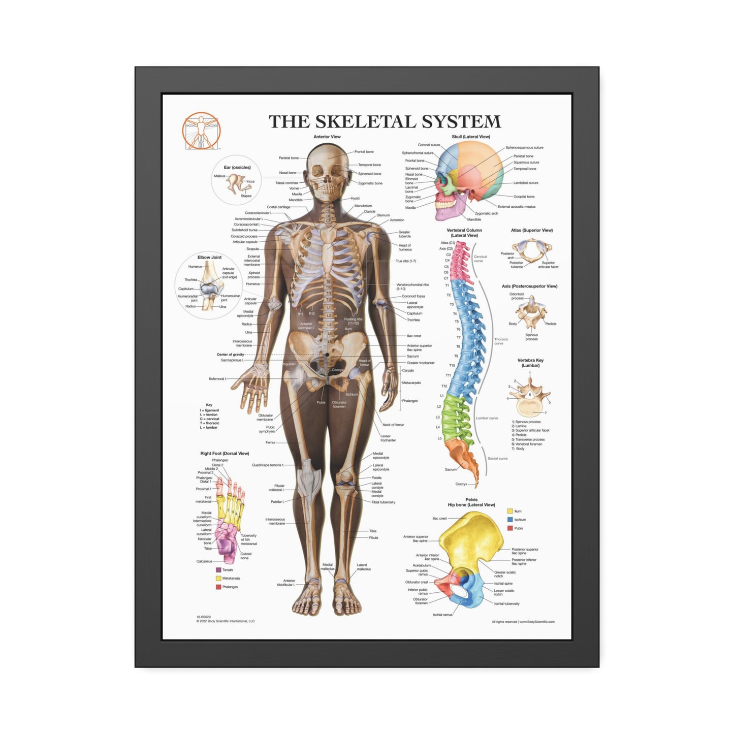 Framed Skeletal System