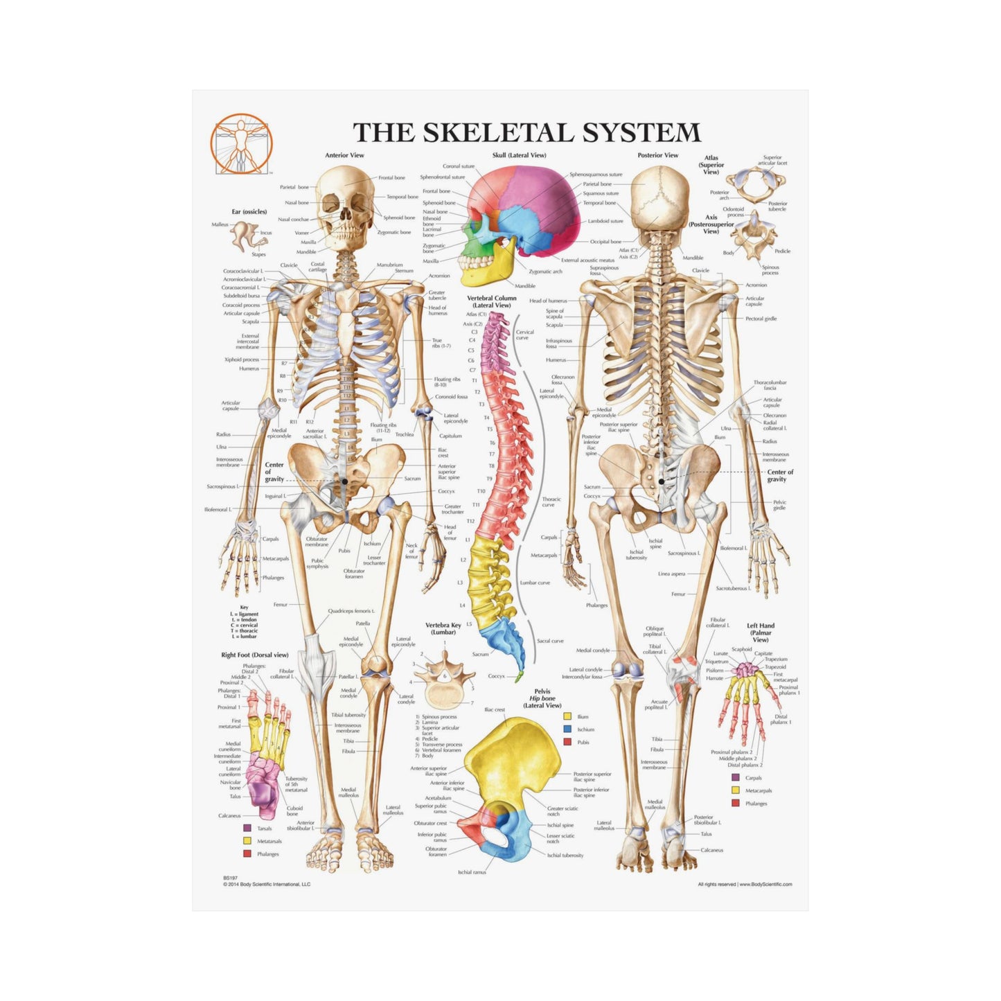 The Skeletal System