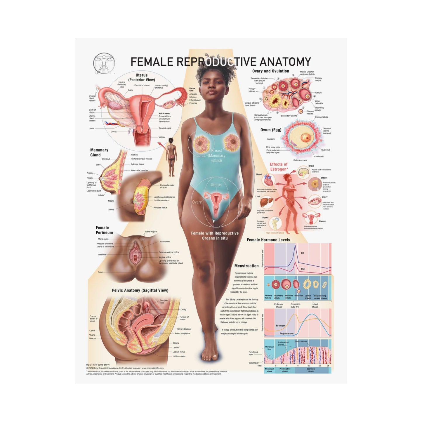 Female Reproductive System