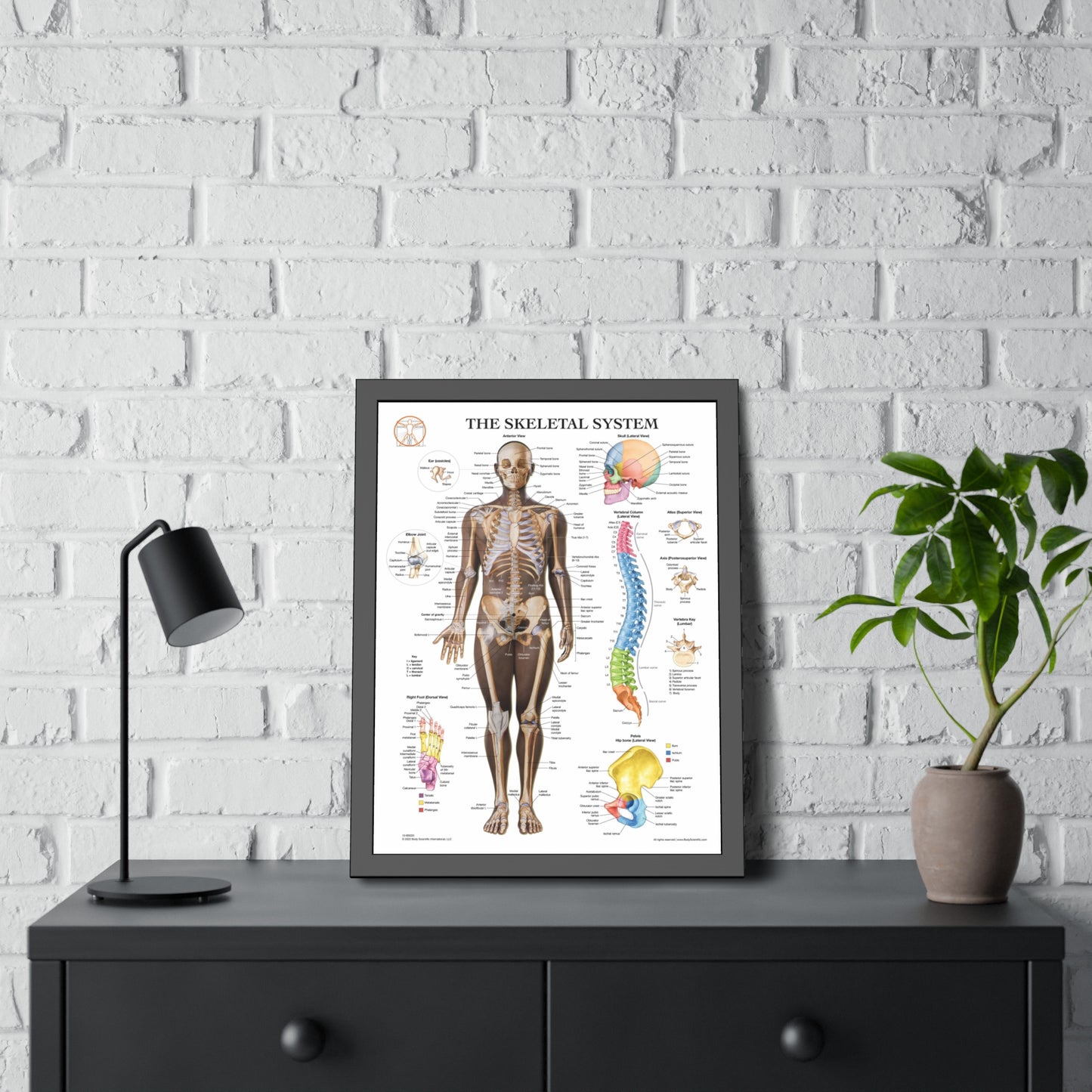 Framed Skeletal System