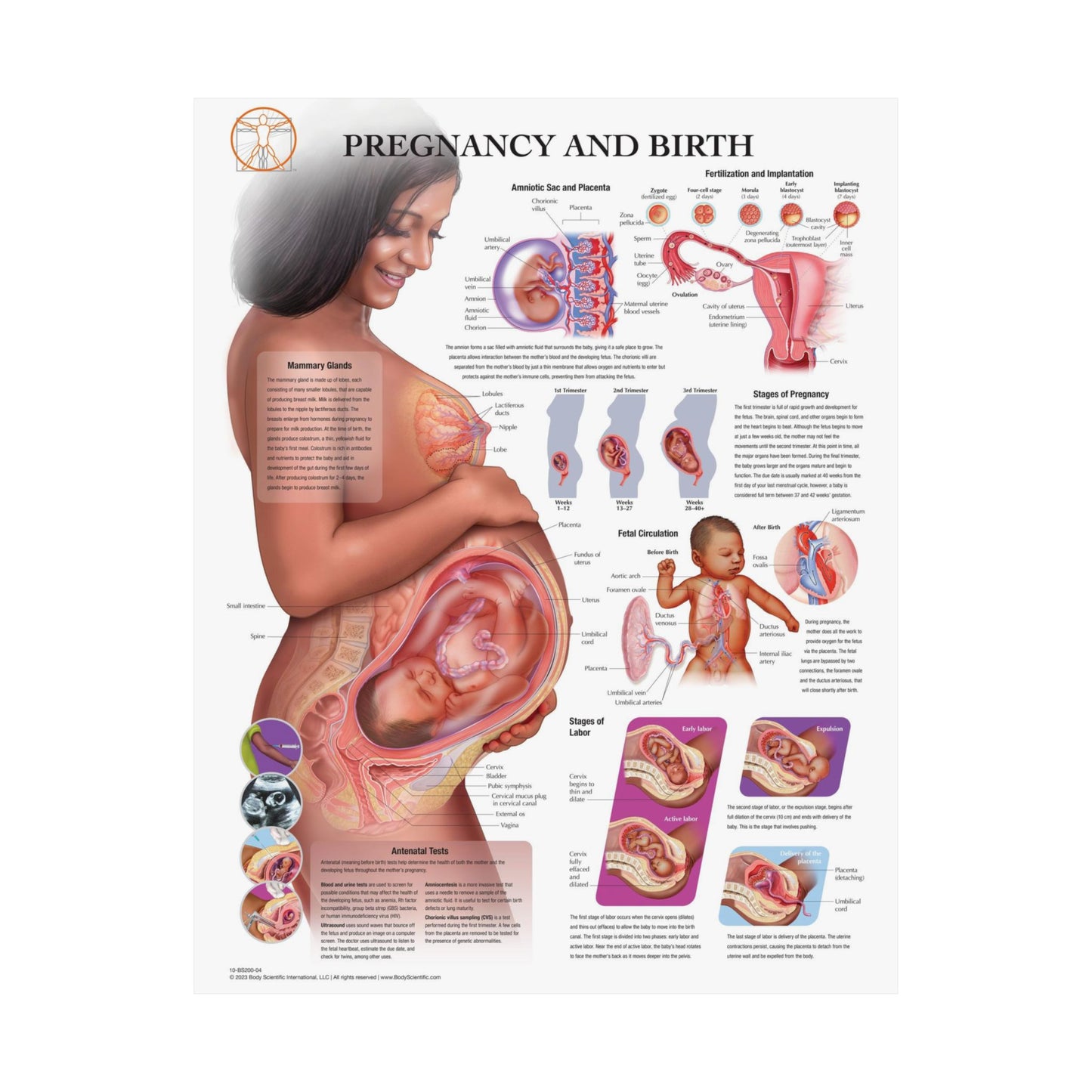 Pregnancy and Birth