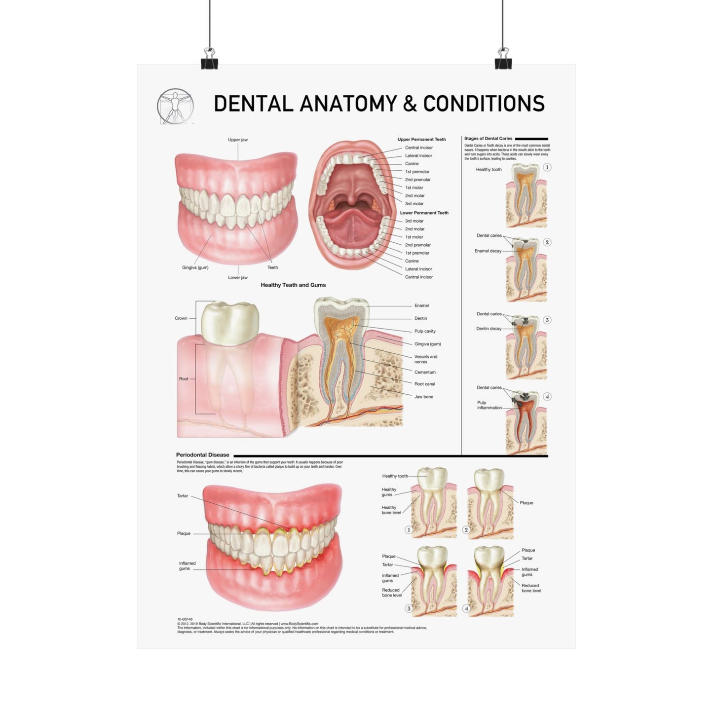 Dental Anatomy and Conditions