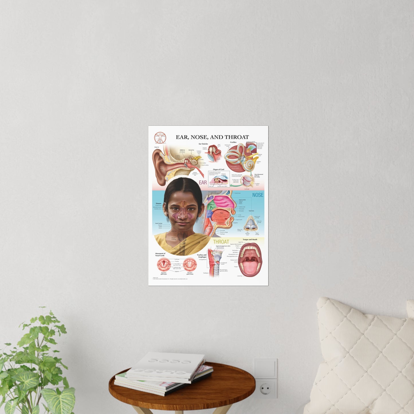 Ear Nose and Throat - Decal