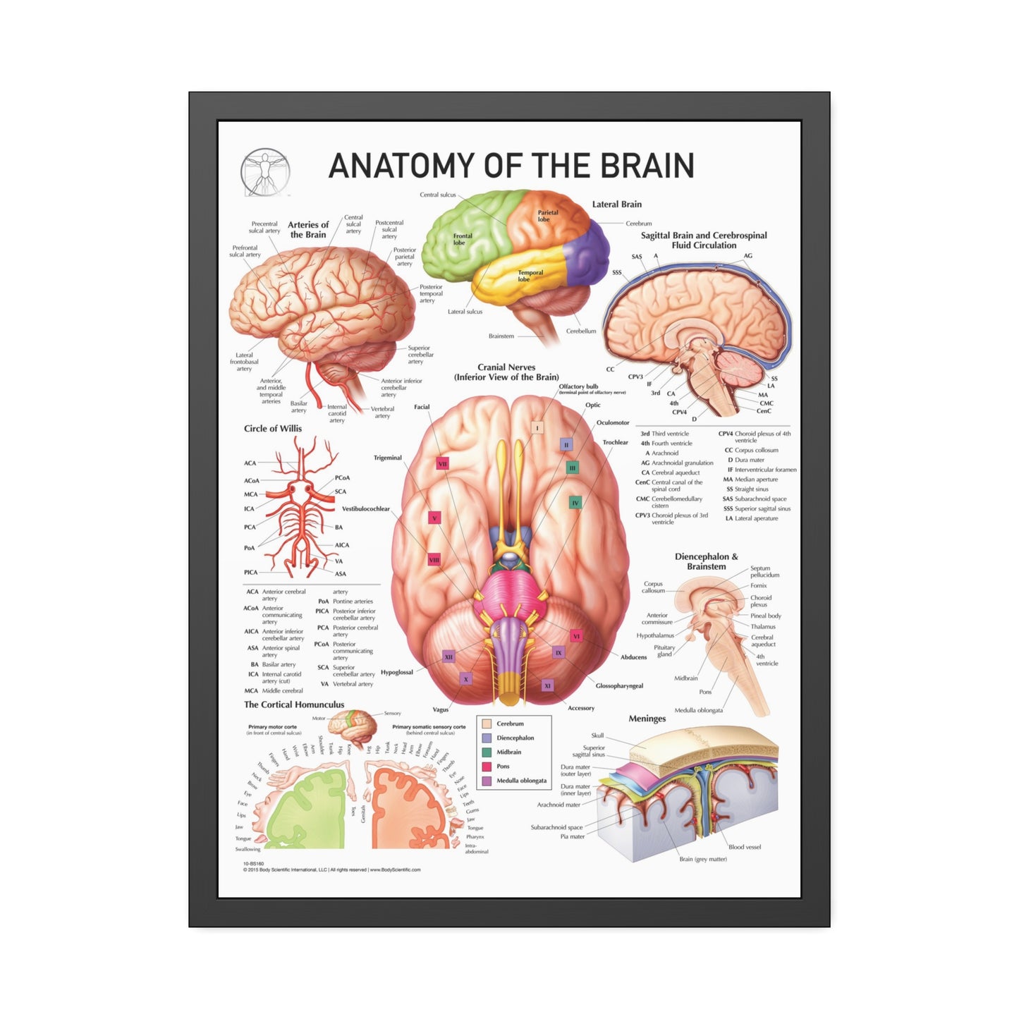 Anatomy of the Brain