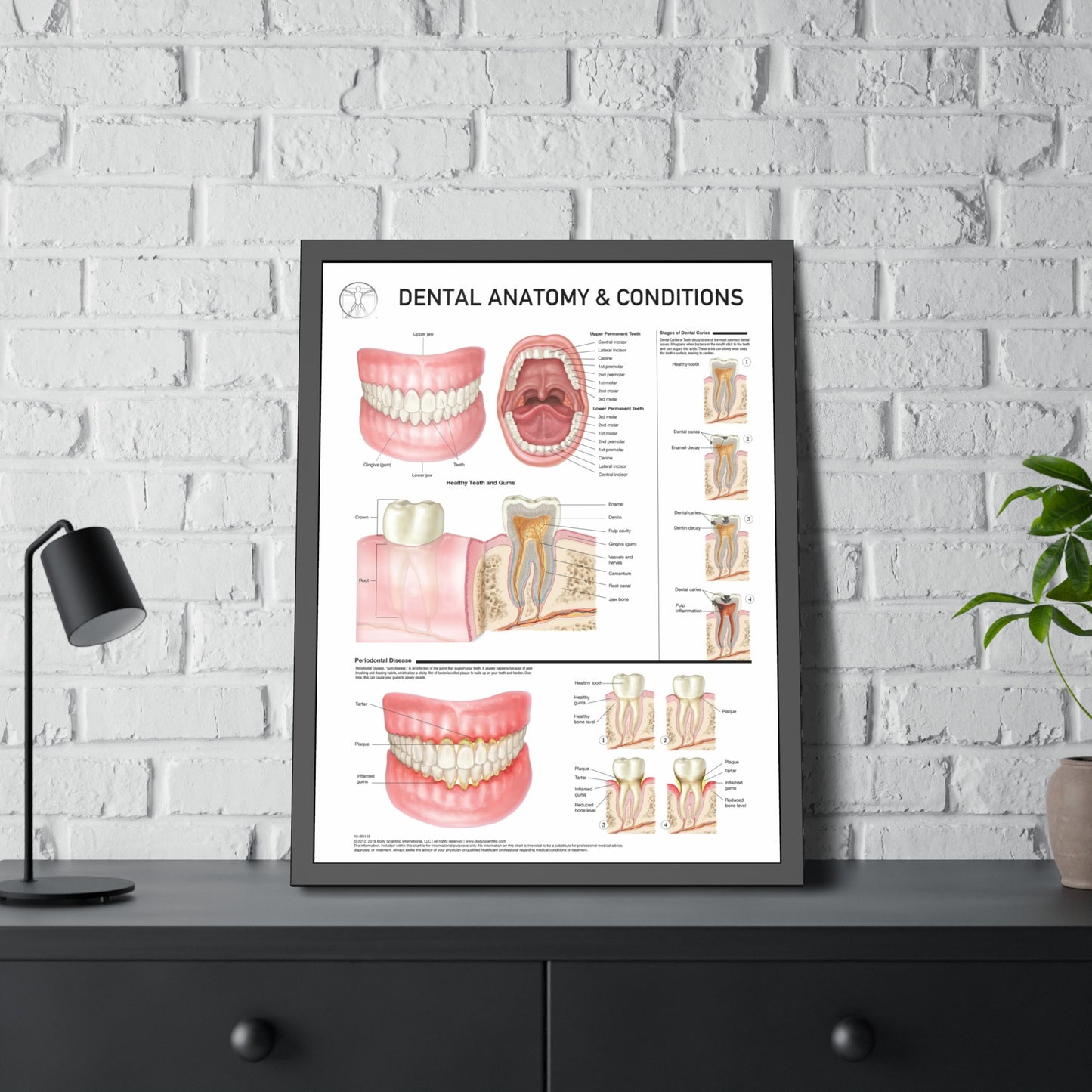 Dental Anatomy and Conditions