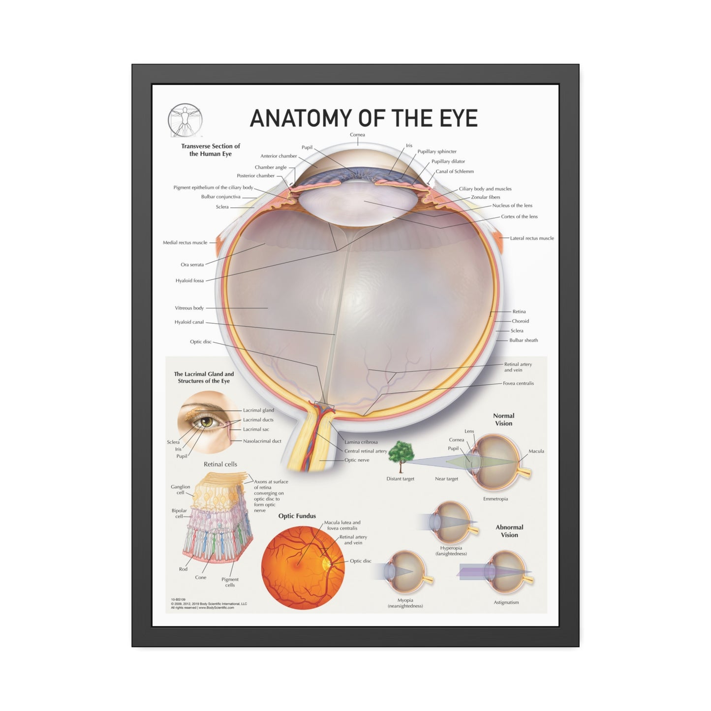 Anatomy of the Eye