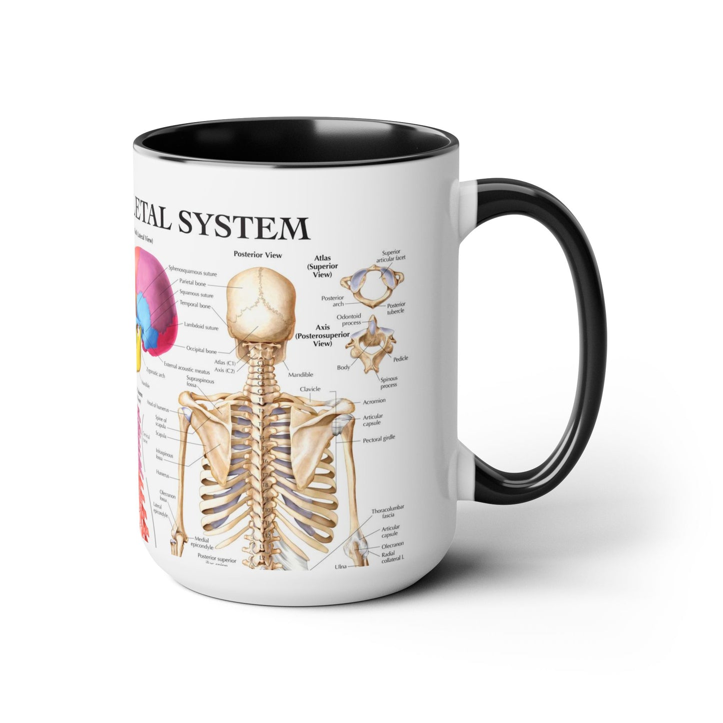 The Skeletal System, 15oz