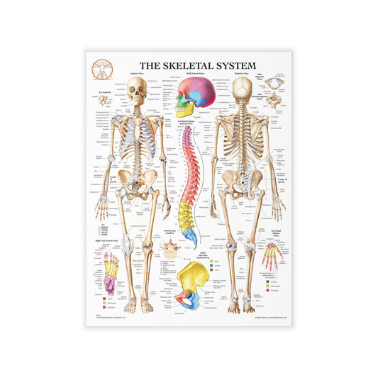 The Skeletal System - Decal
